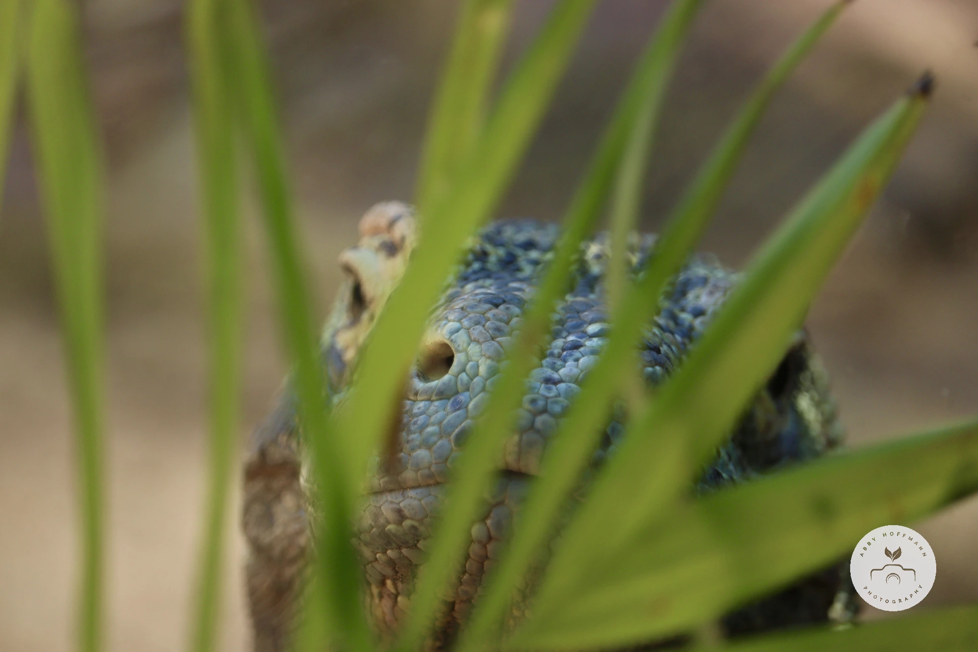 Komodo Dragon hiding behind grass photograph