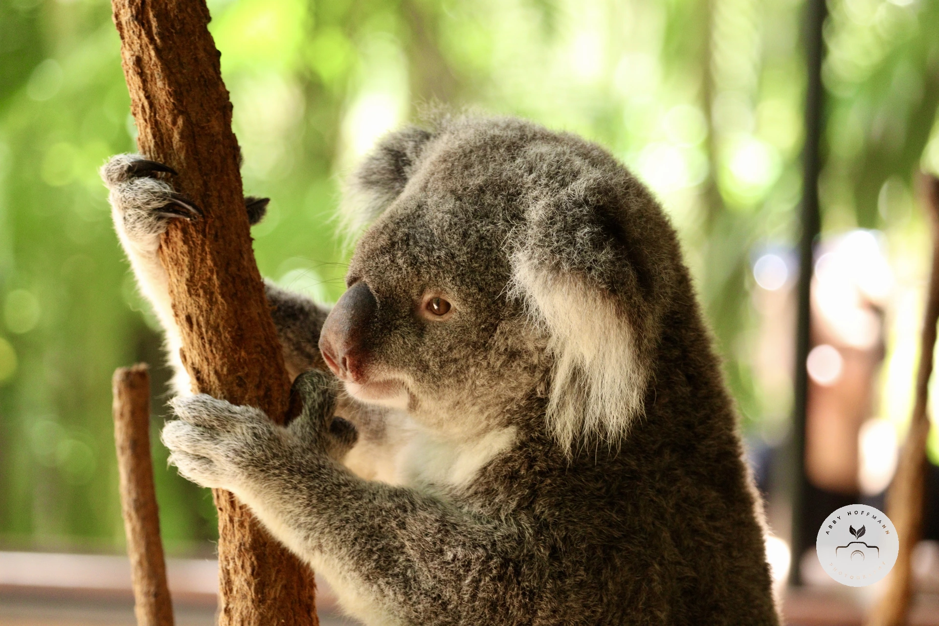 Koala photograph
