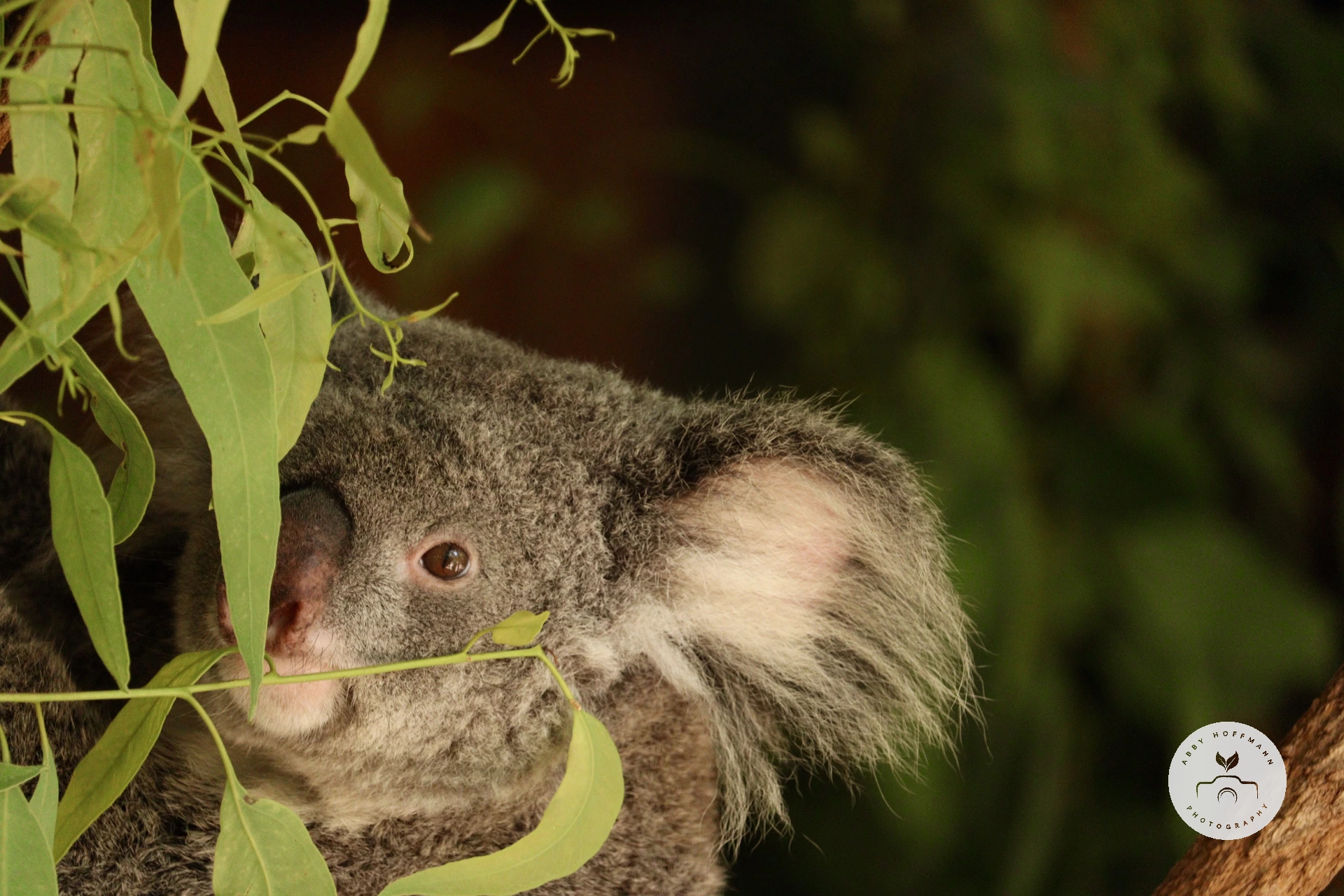Koala photograph