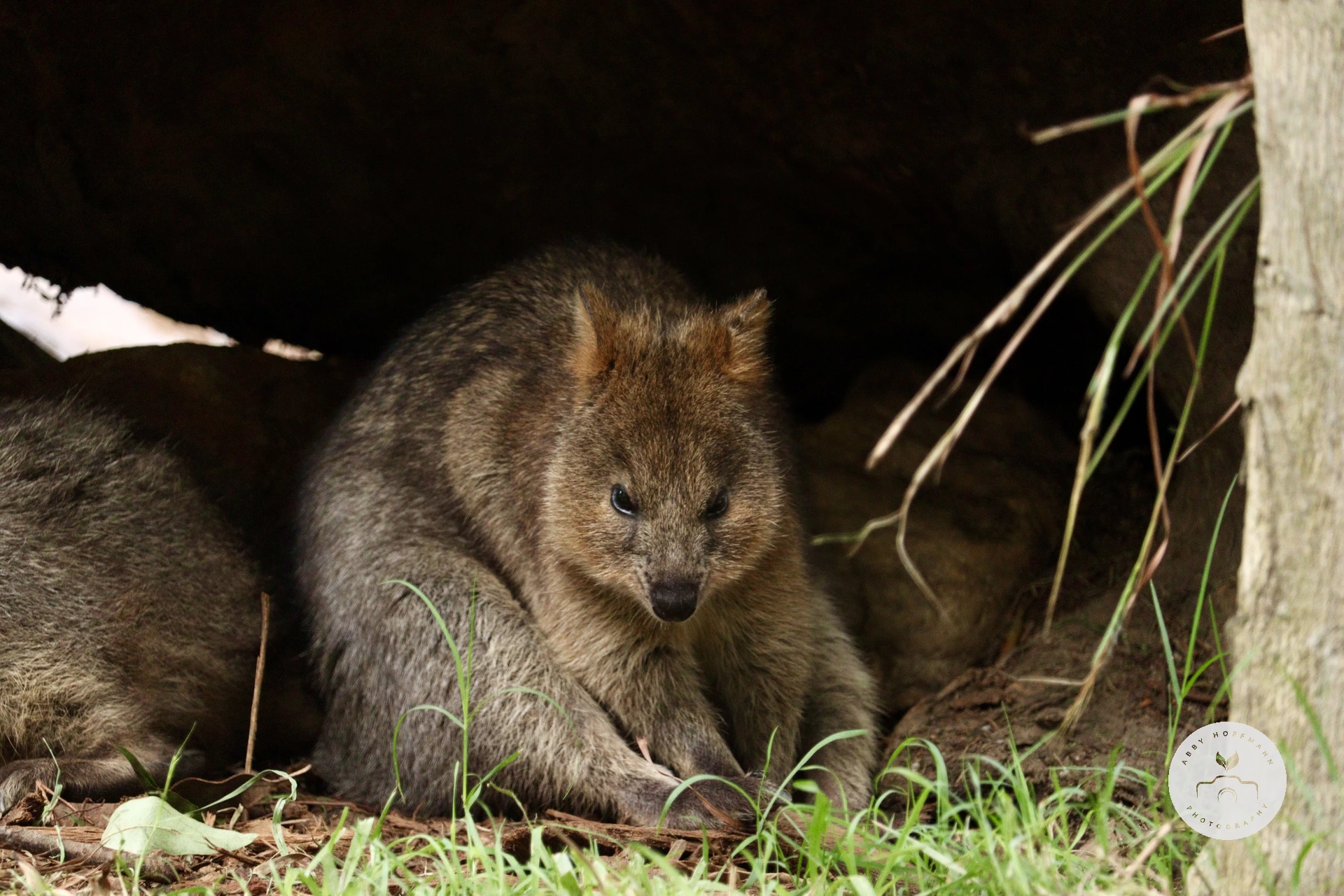 Quokka photograph