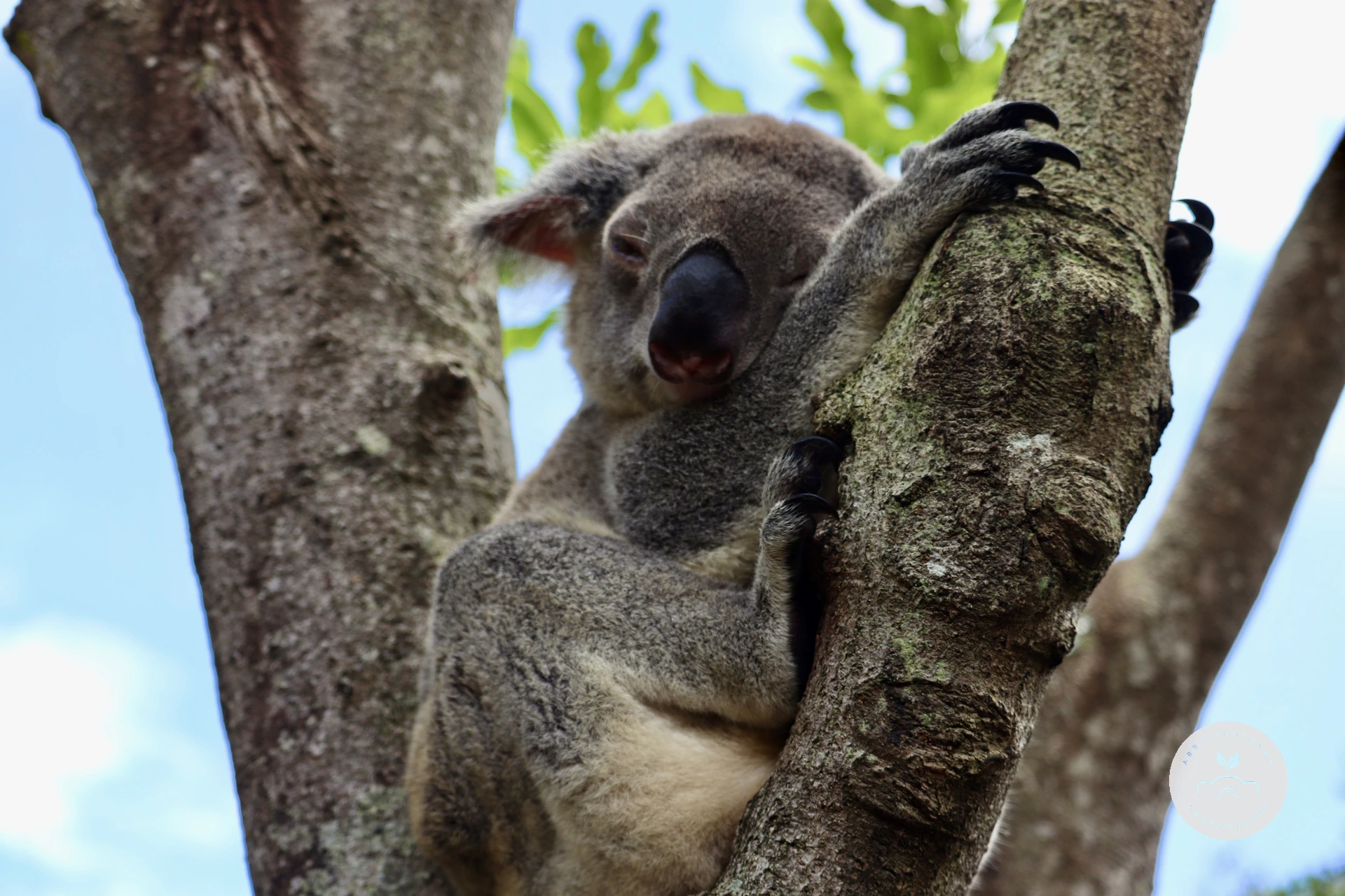 Koala in tree photograph