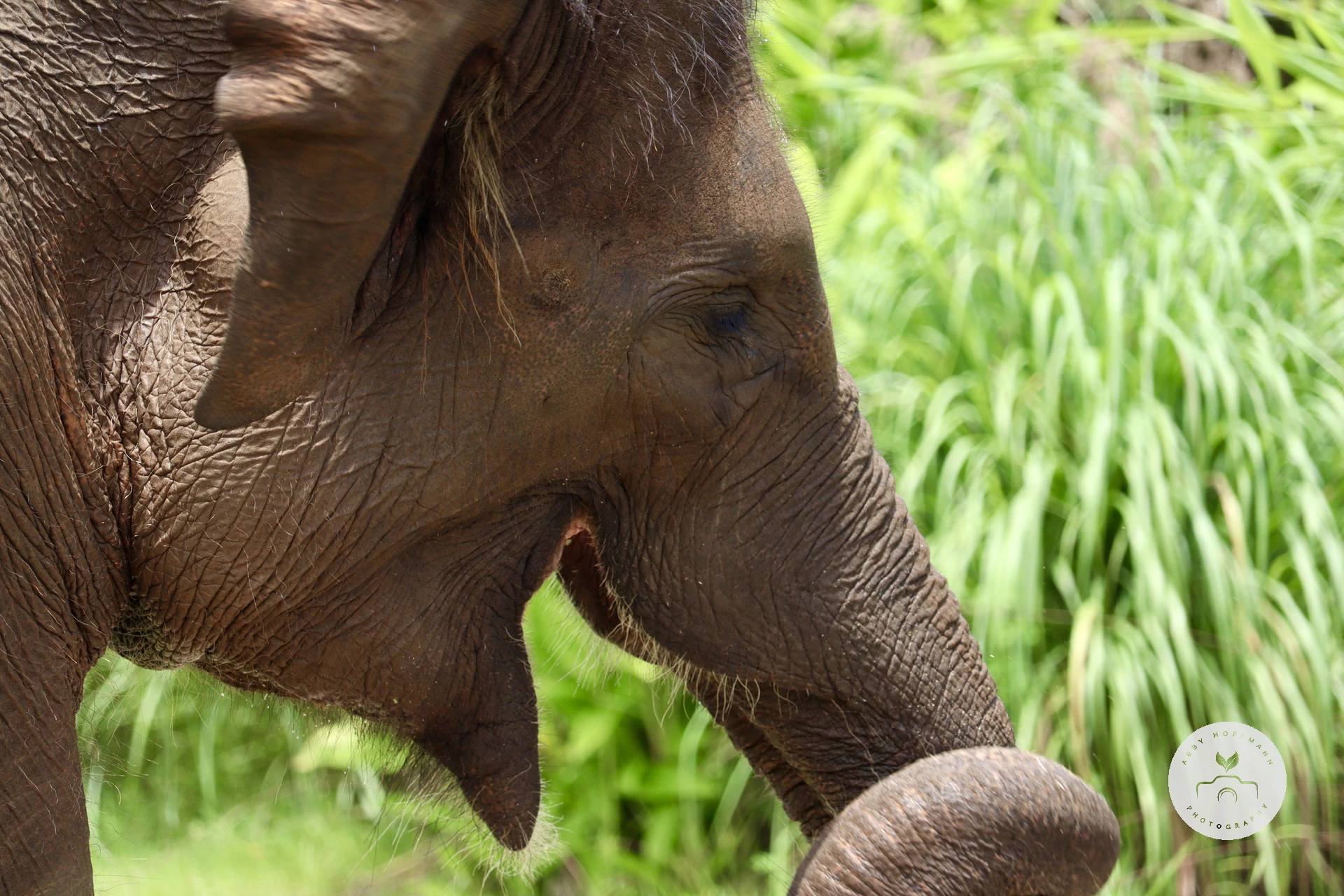 Asian Elephant photograph