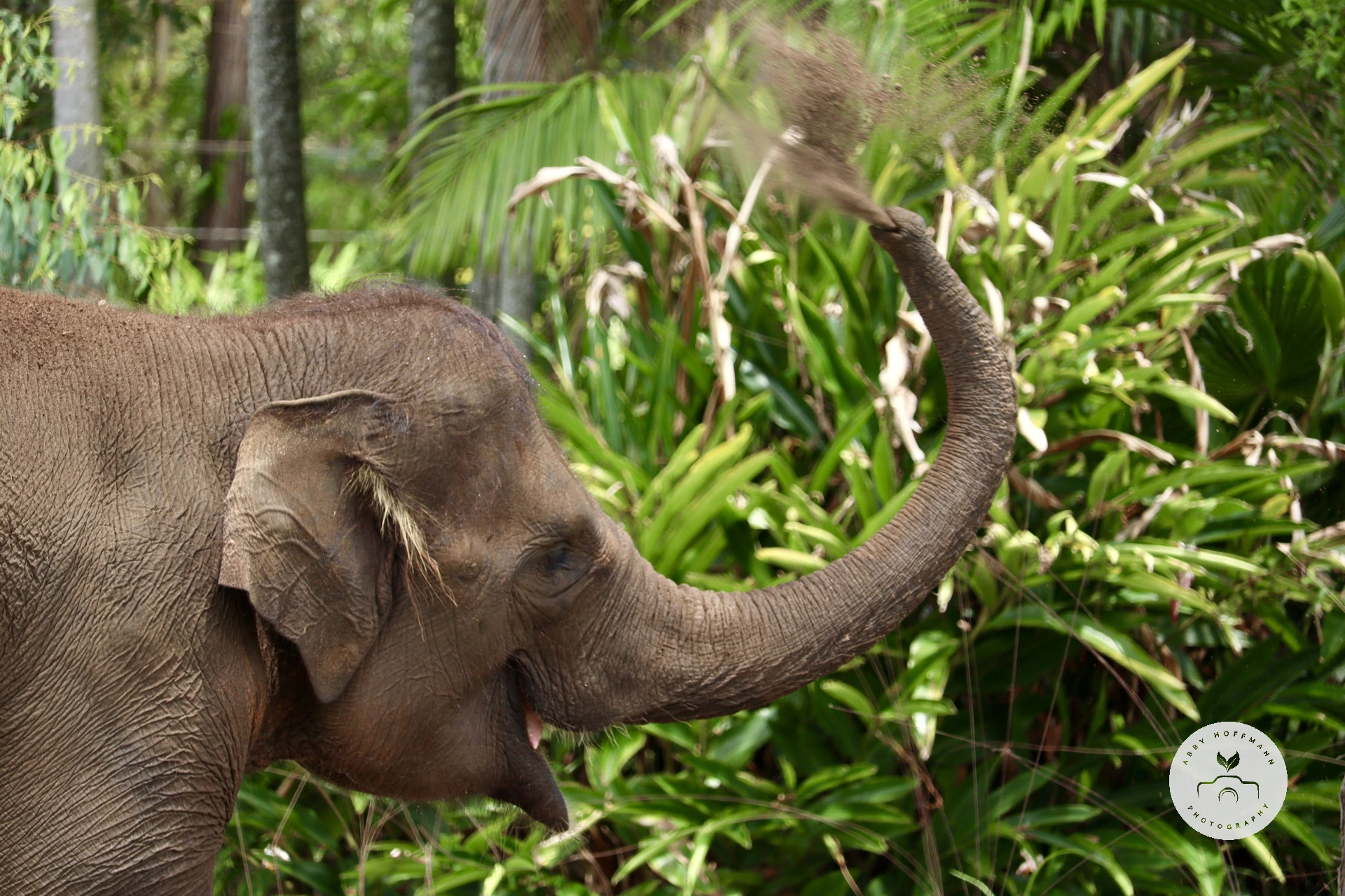 Asian Elephant photograph