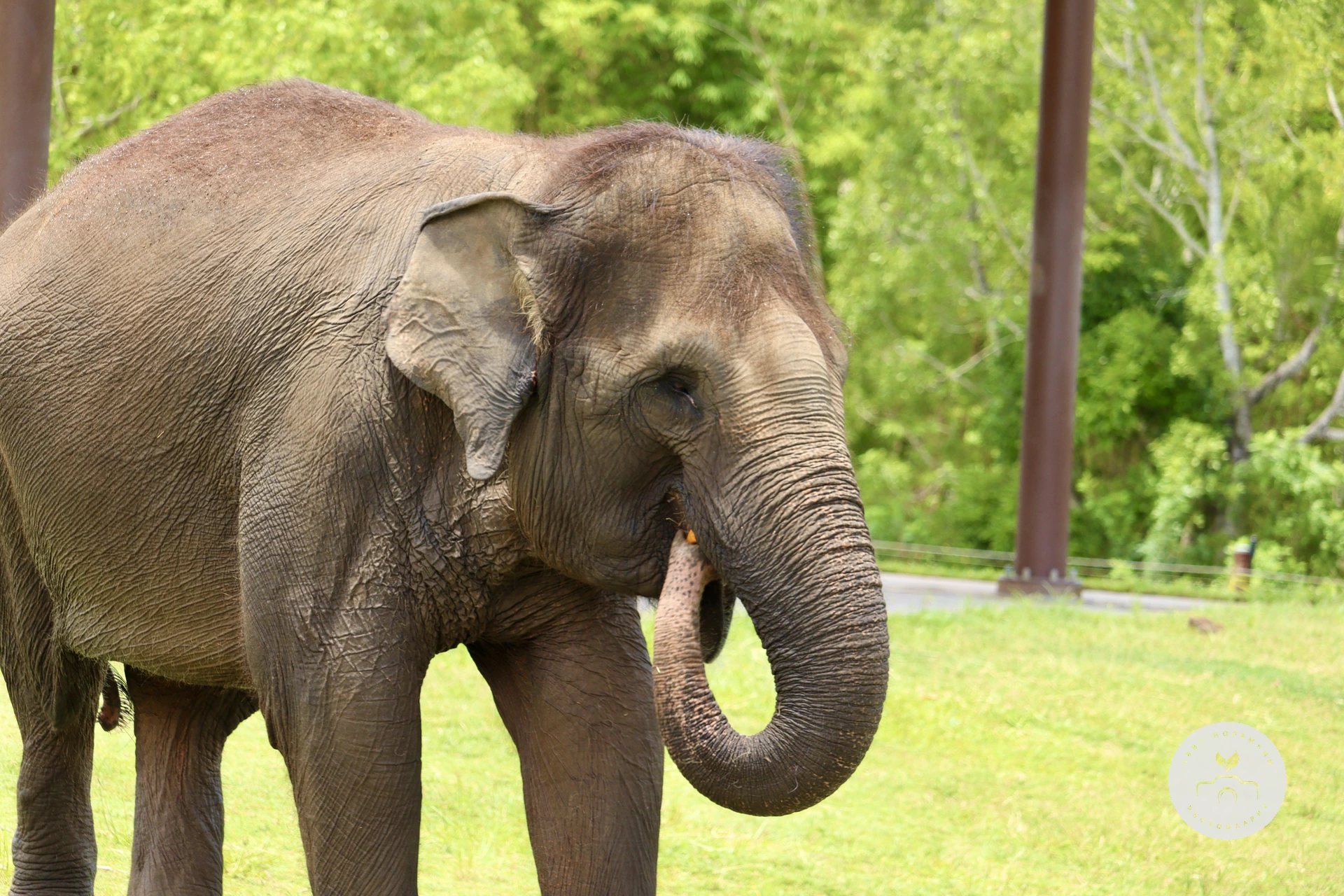 Asian Elephant photograph