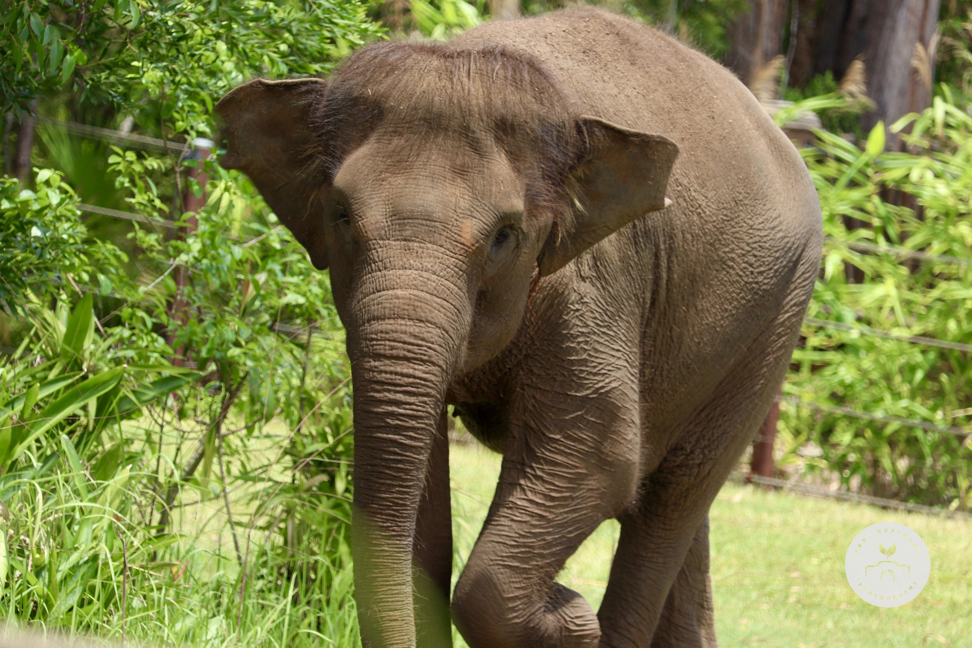 Asian Elephant photograph