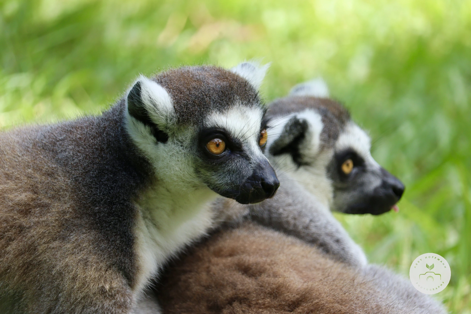 two Ring-tailed lemurs