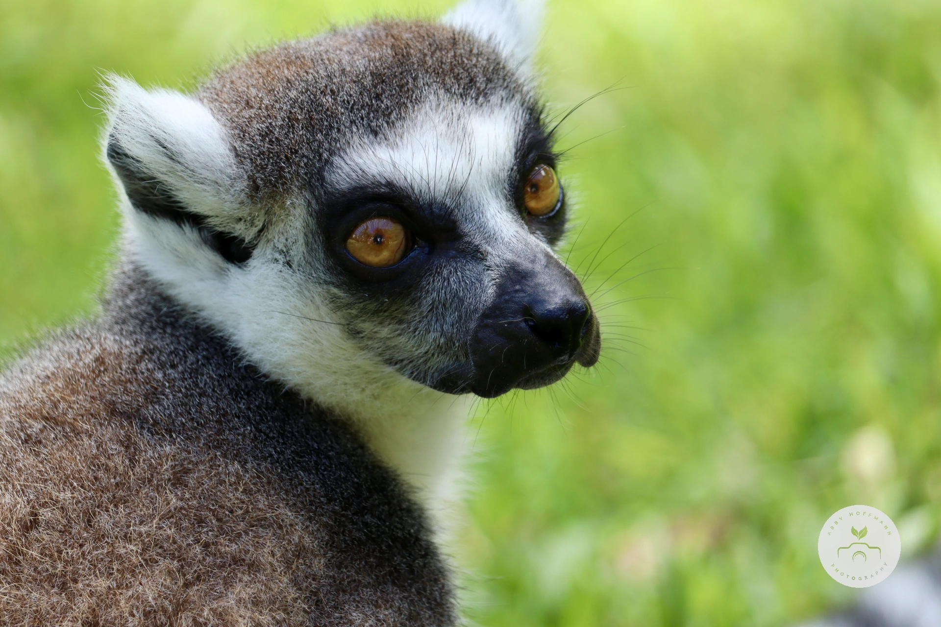 Ring-tailed lemur photograph