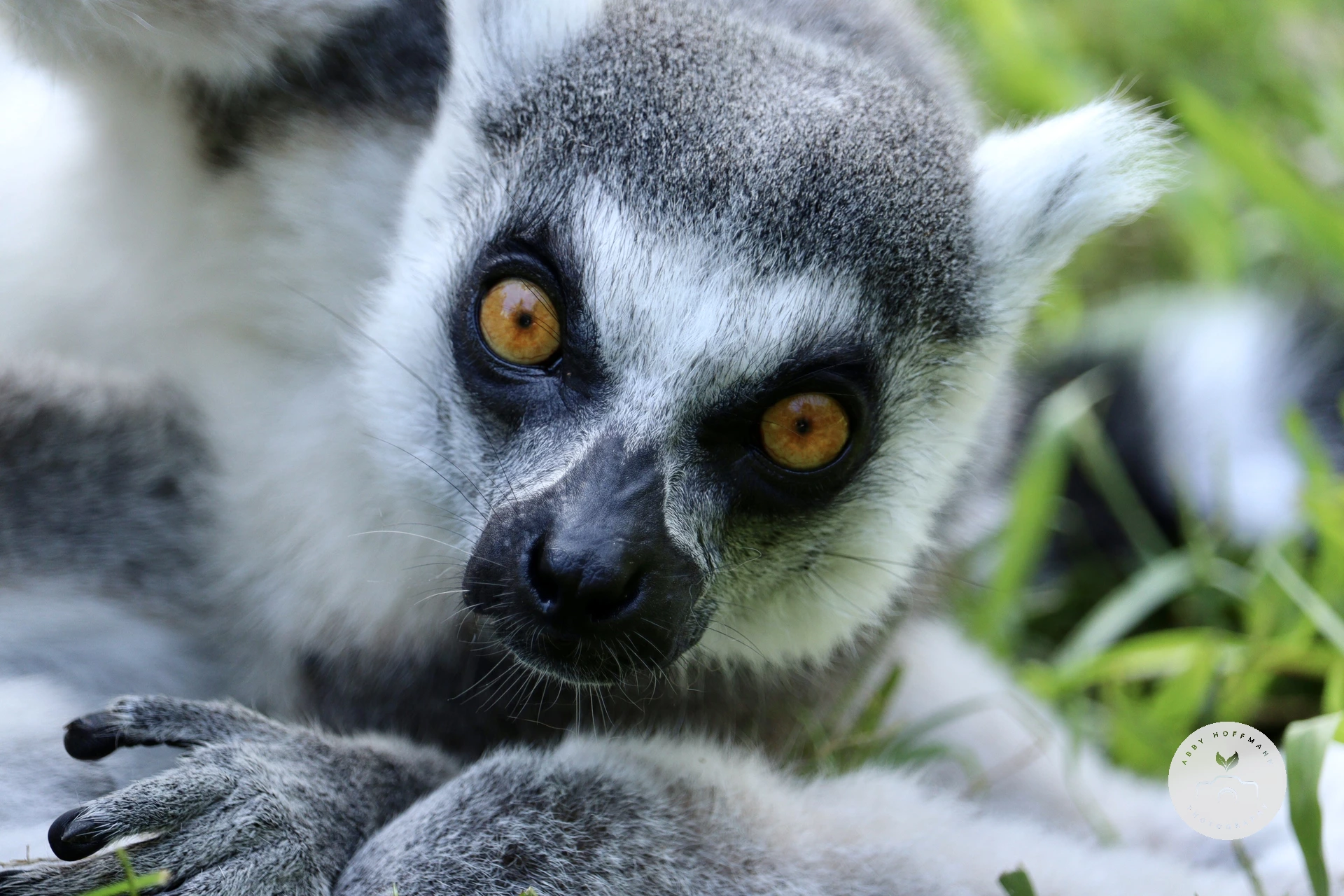 Ring-tailed lemur photograph