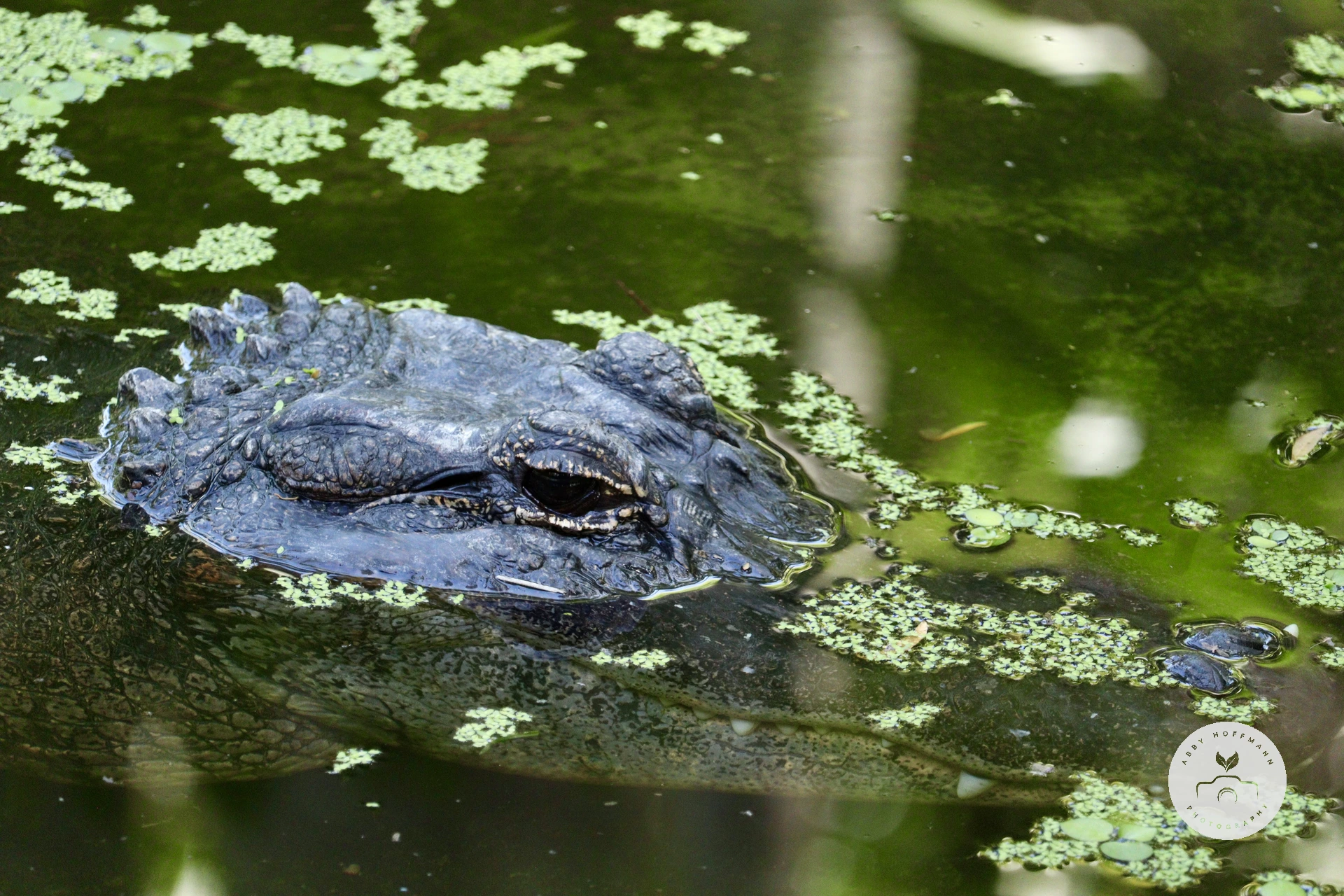 American Alligator in water photograph