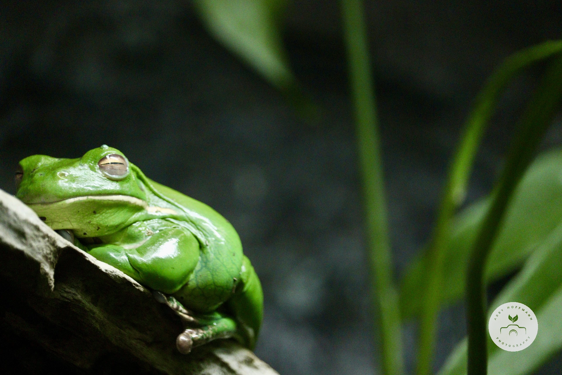 Greek tree frog photograph