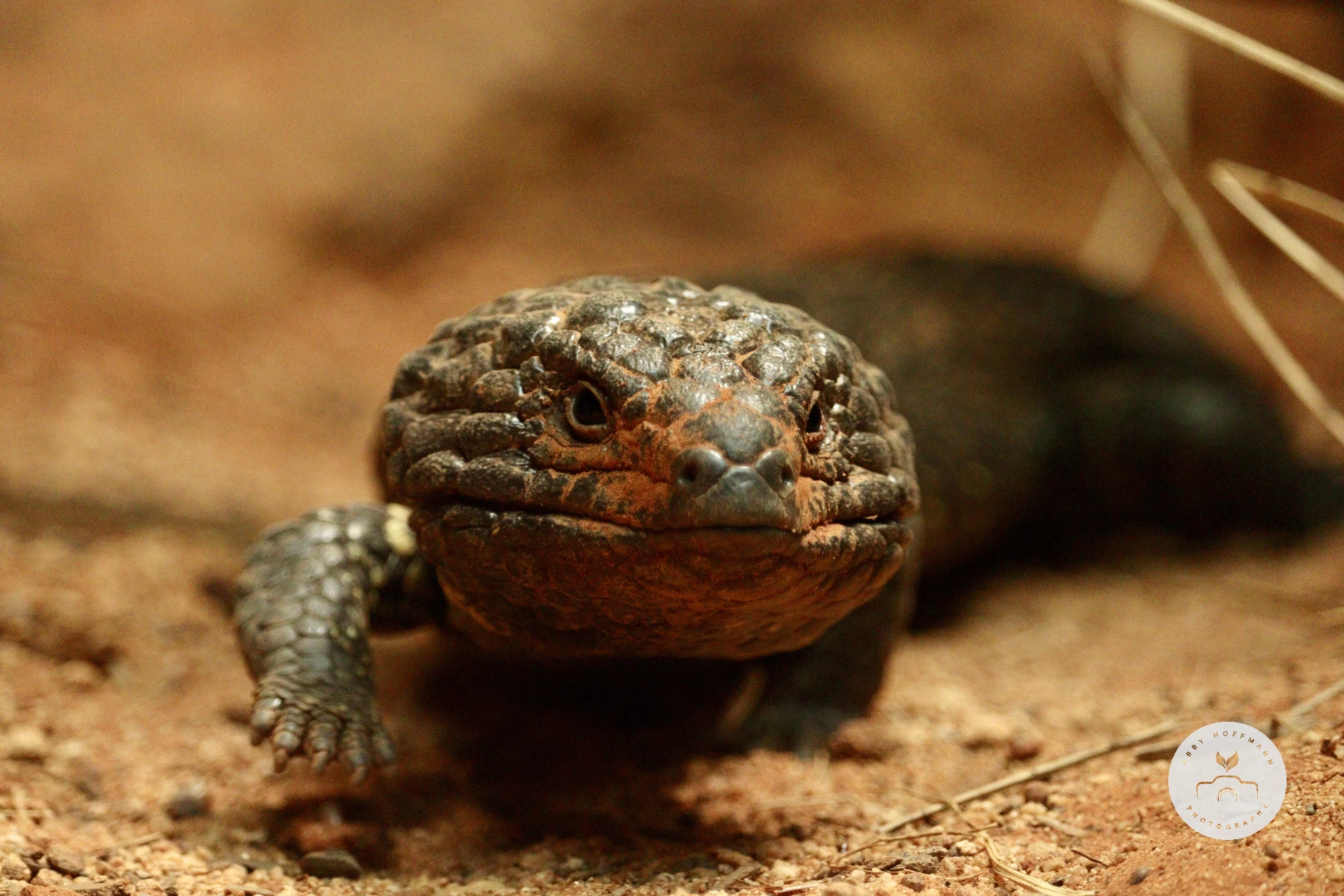 Shingleback lizard photograph