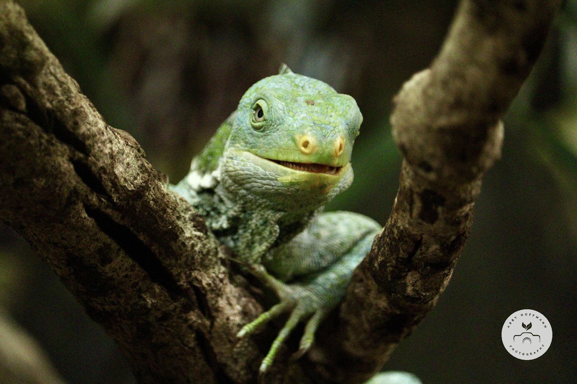 Fiji crested iguana photograph