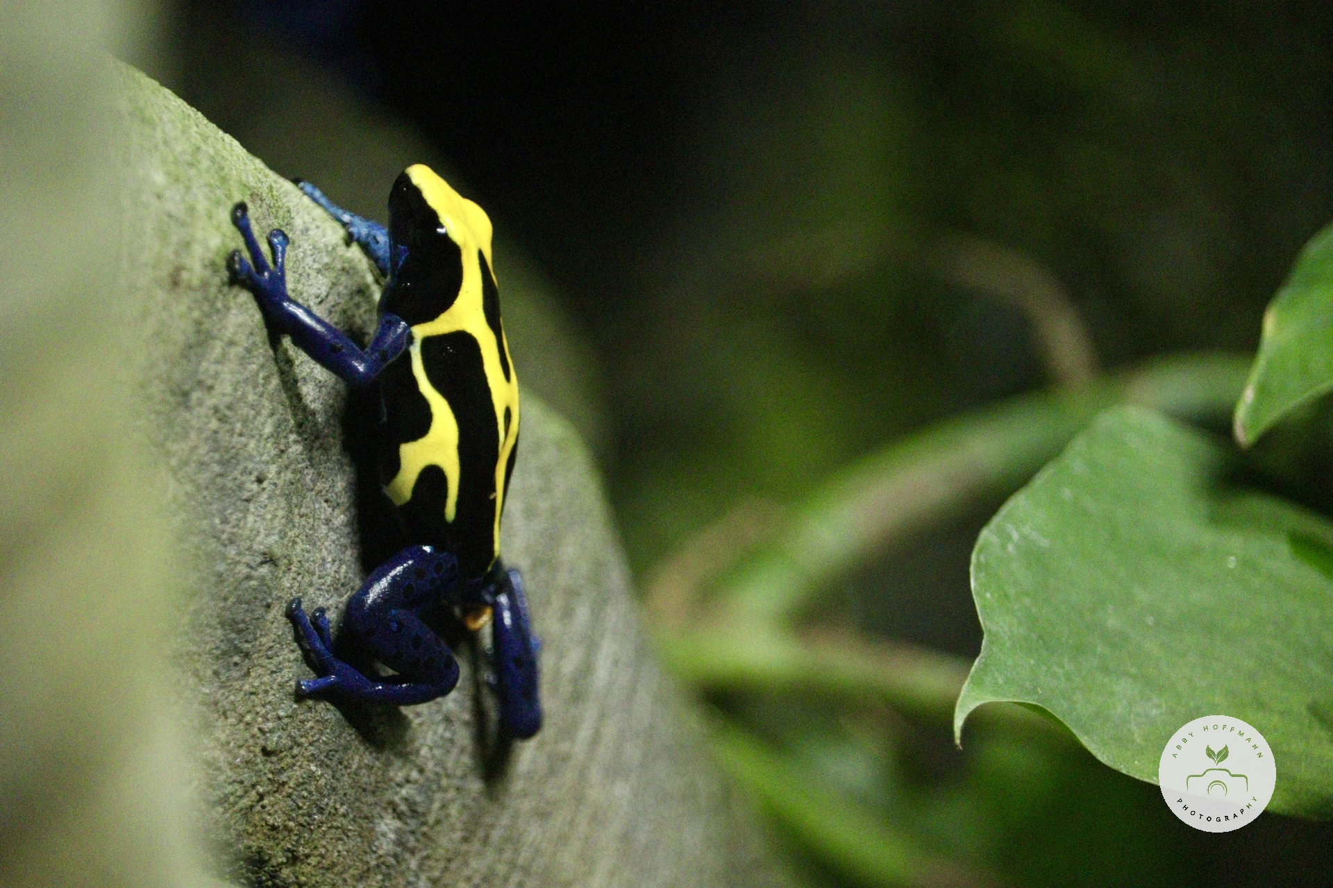 Dyeing poison dart frog photograph