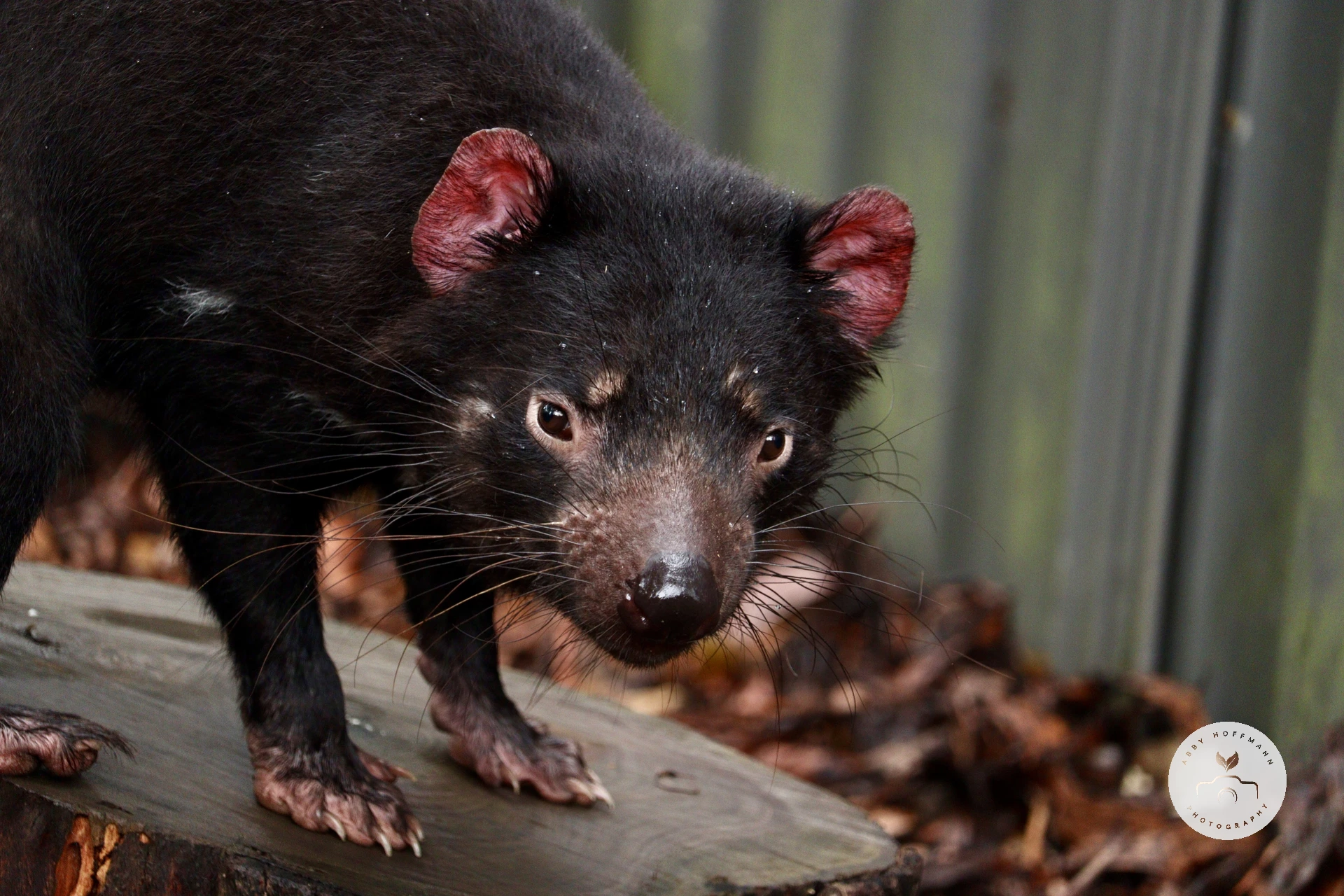 Tasmanian Devil photograph
