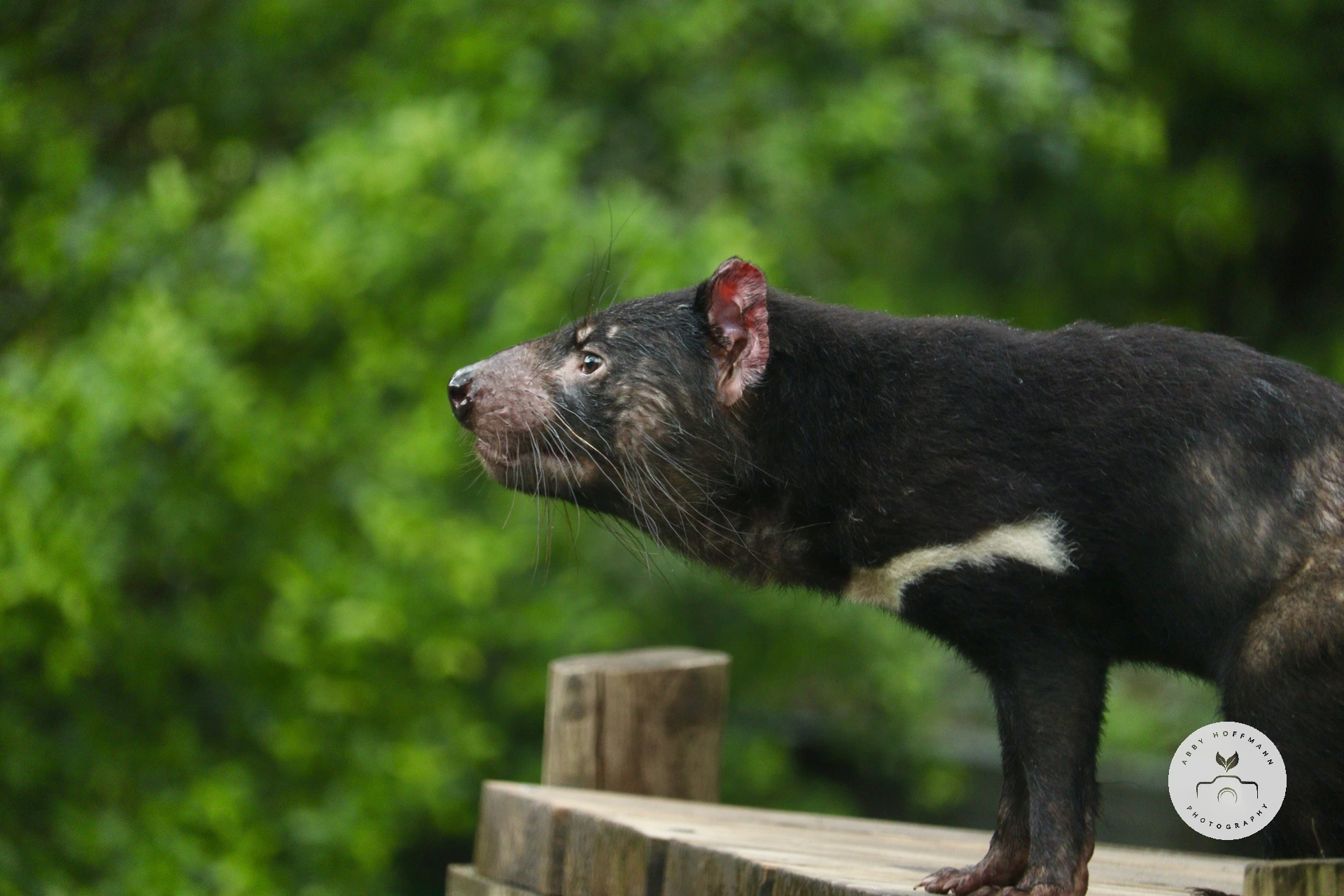 Tasmanian Devil photograph