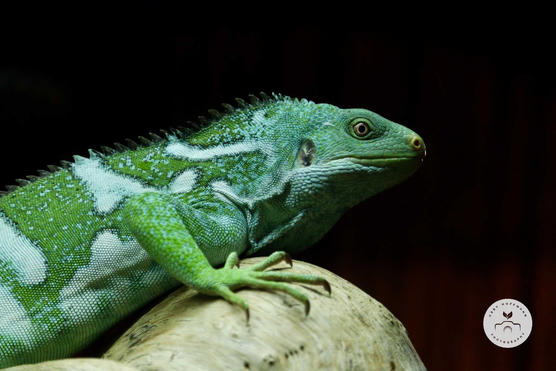 Fiji banded iguana photograph