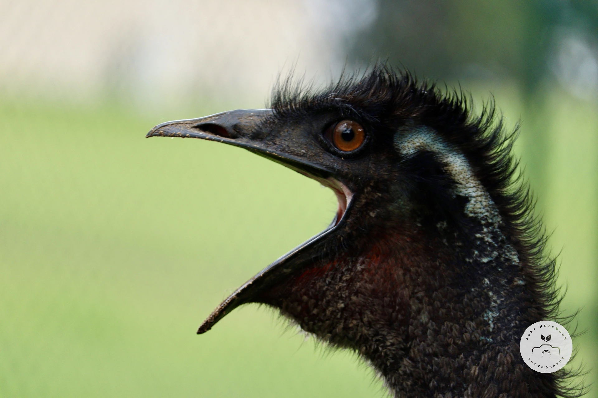 Emu photograph