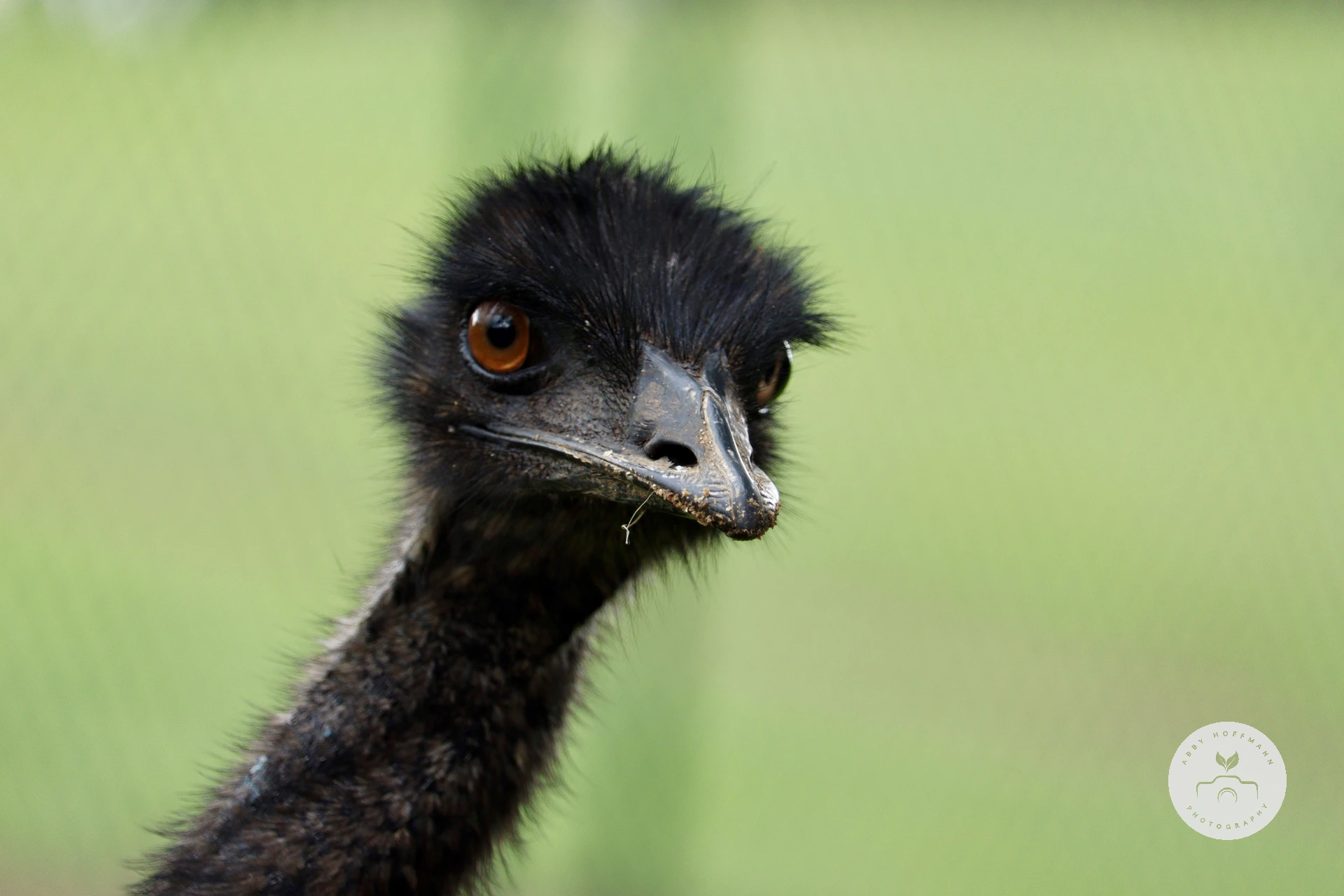 Emu photograph