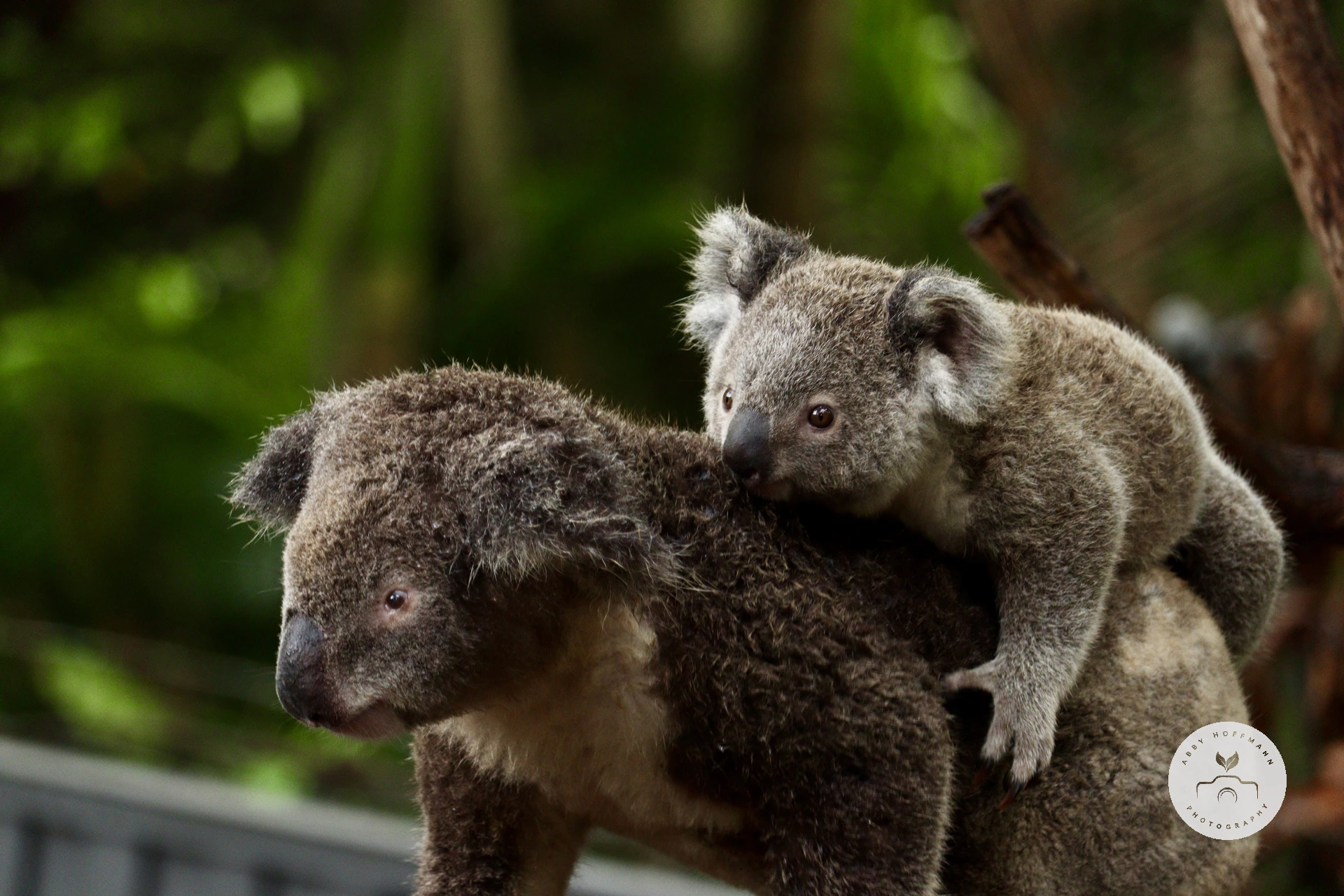 Koala photograph