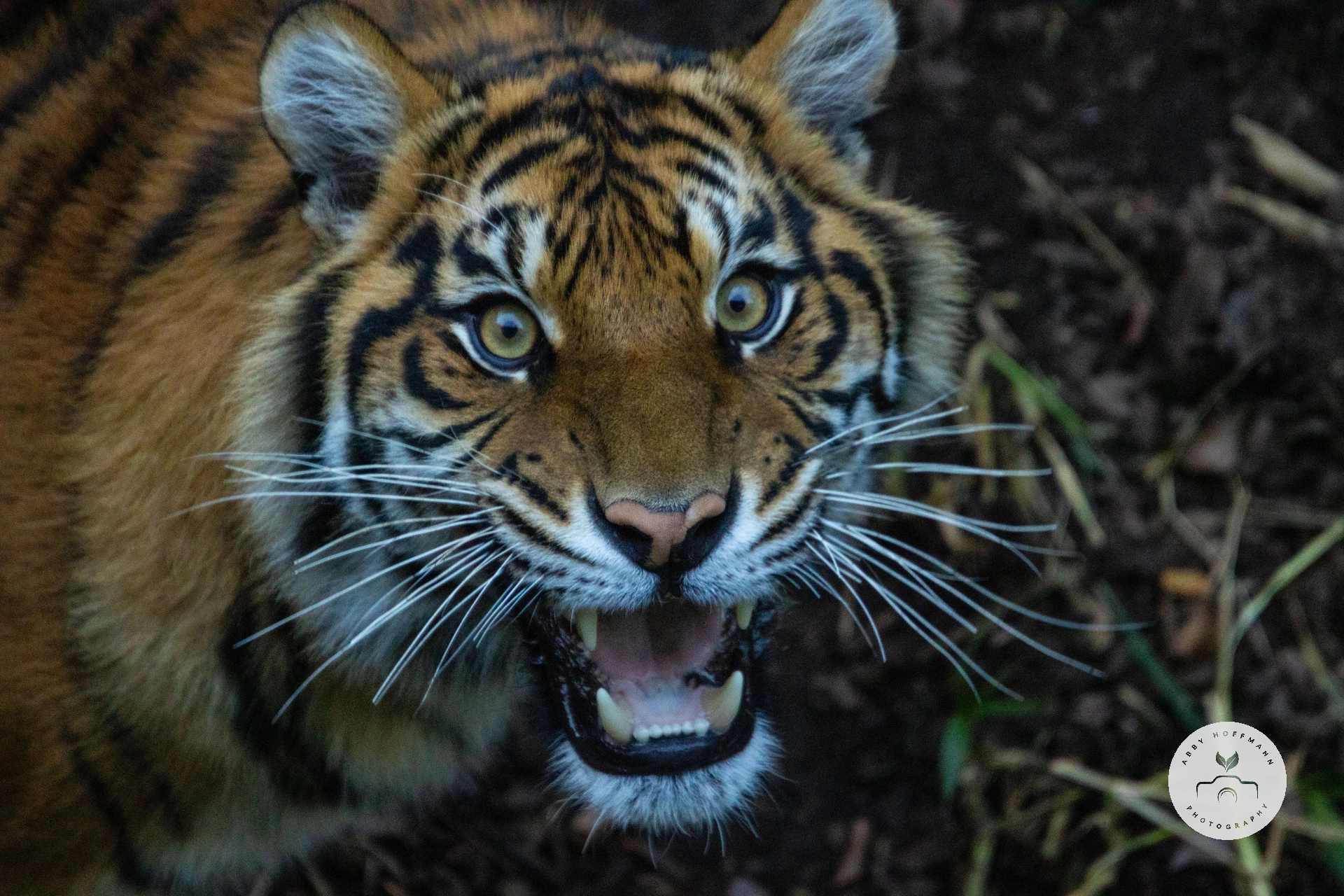 Sumatran Tiger