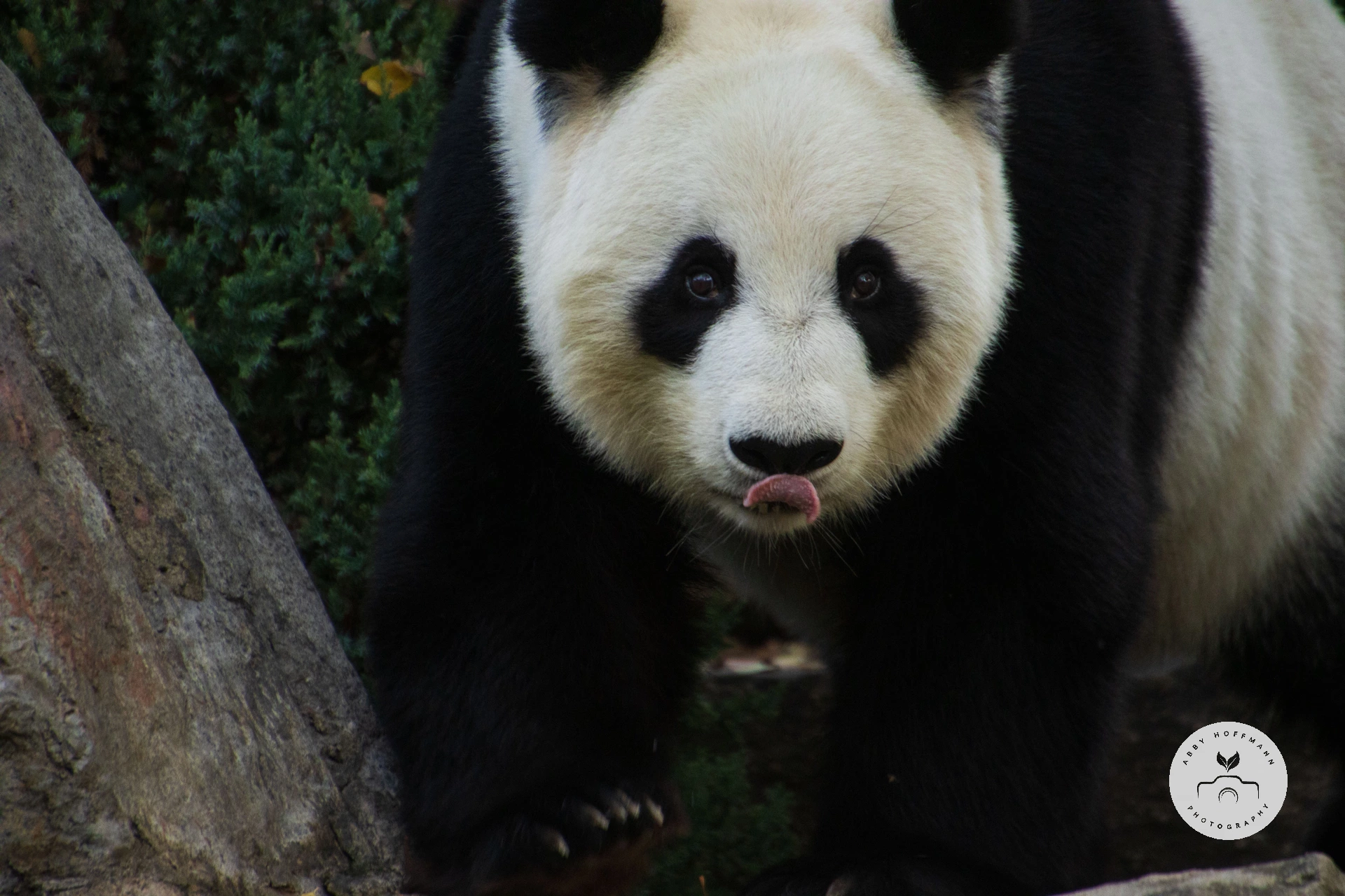 Giant Panda
