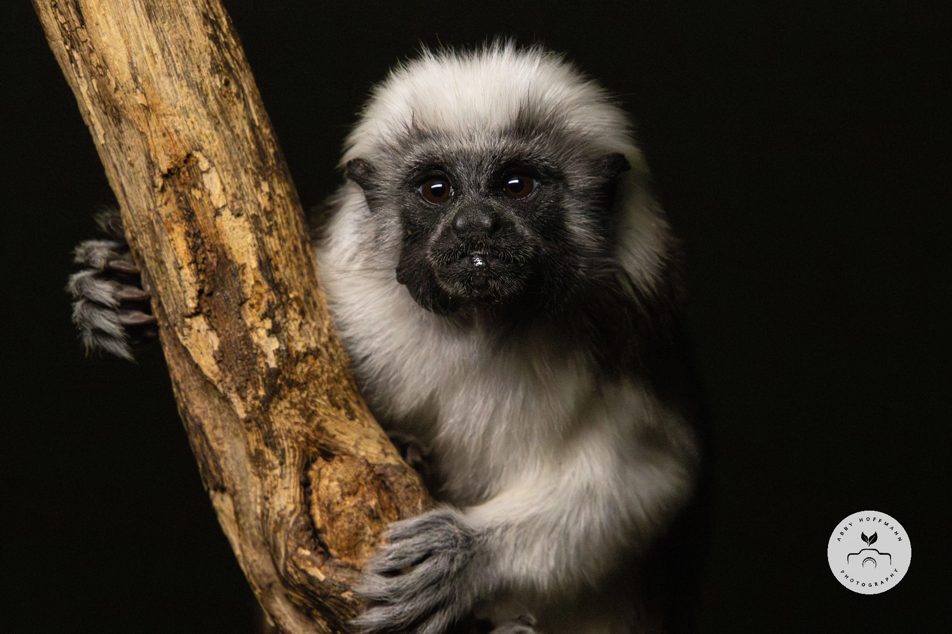 Cotton-top tamarin