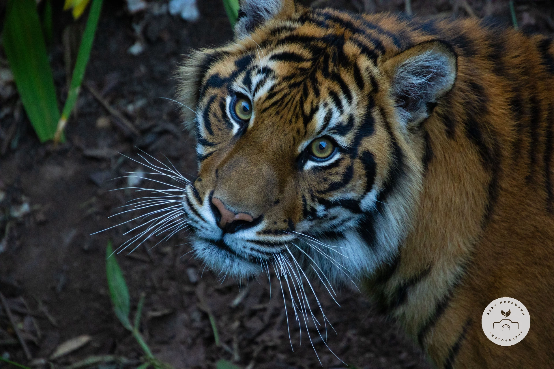 Sumatran Tiger photograph