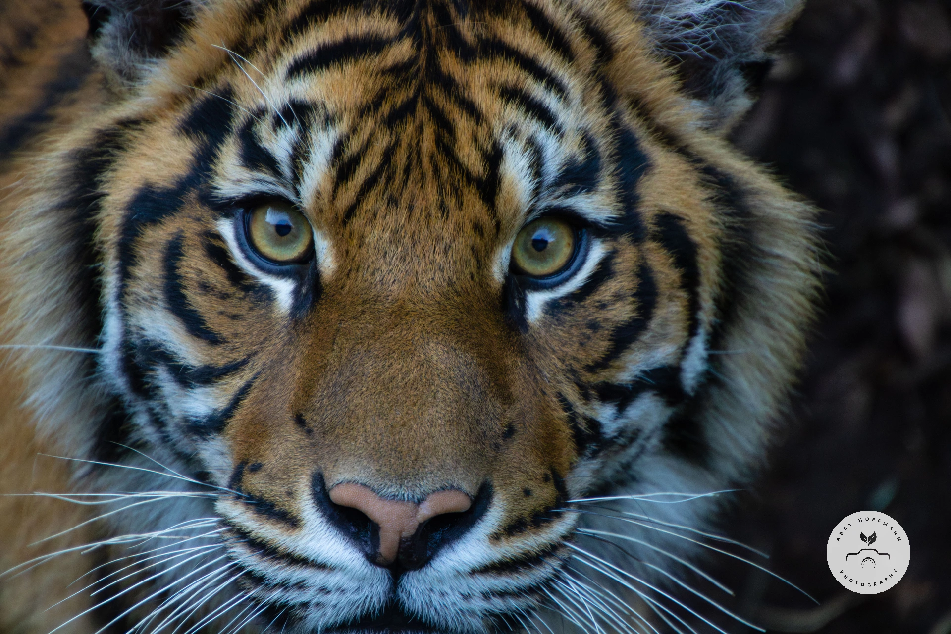 Sumatran Tiger photograph