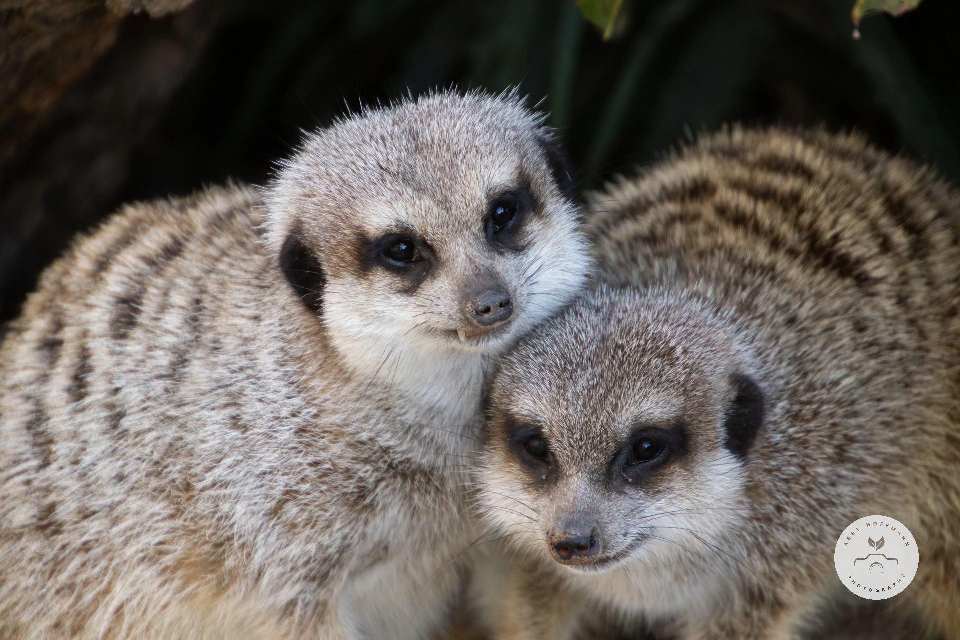 Meerkats photograph