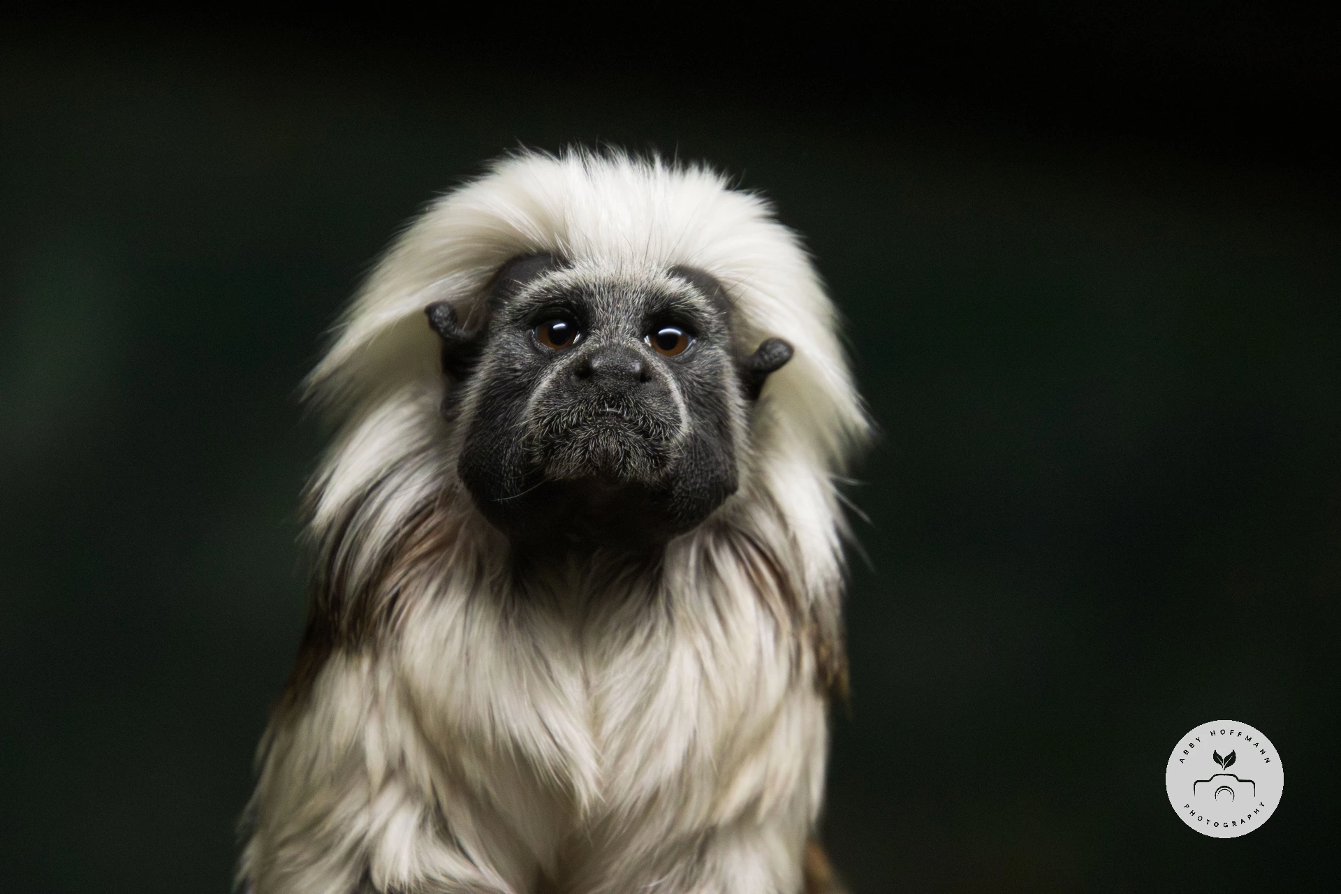 Cotton-top tamarin photograph