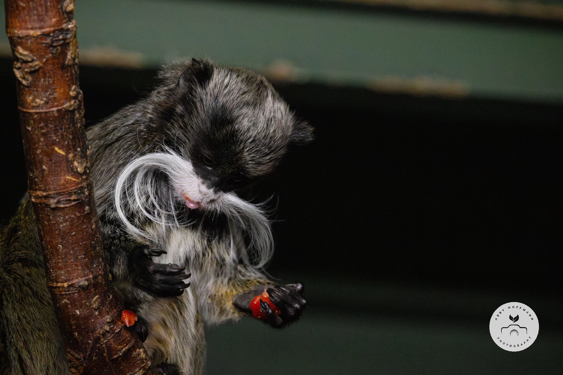 Emperor tamarin eating photograph