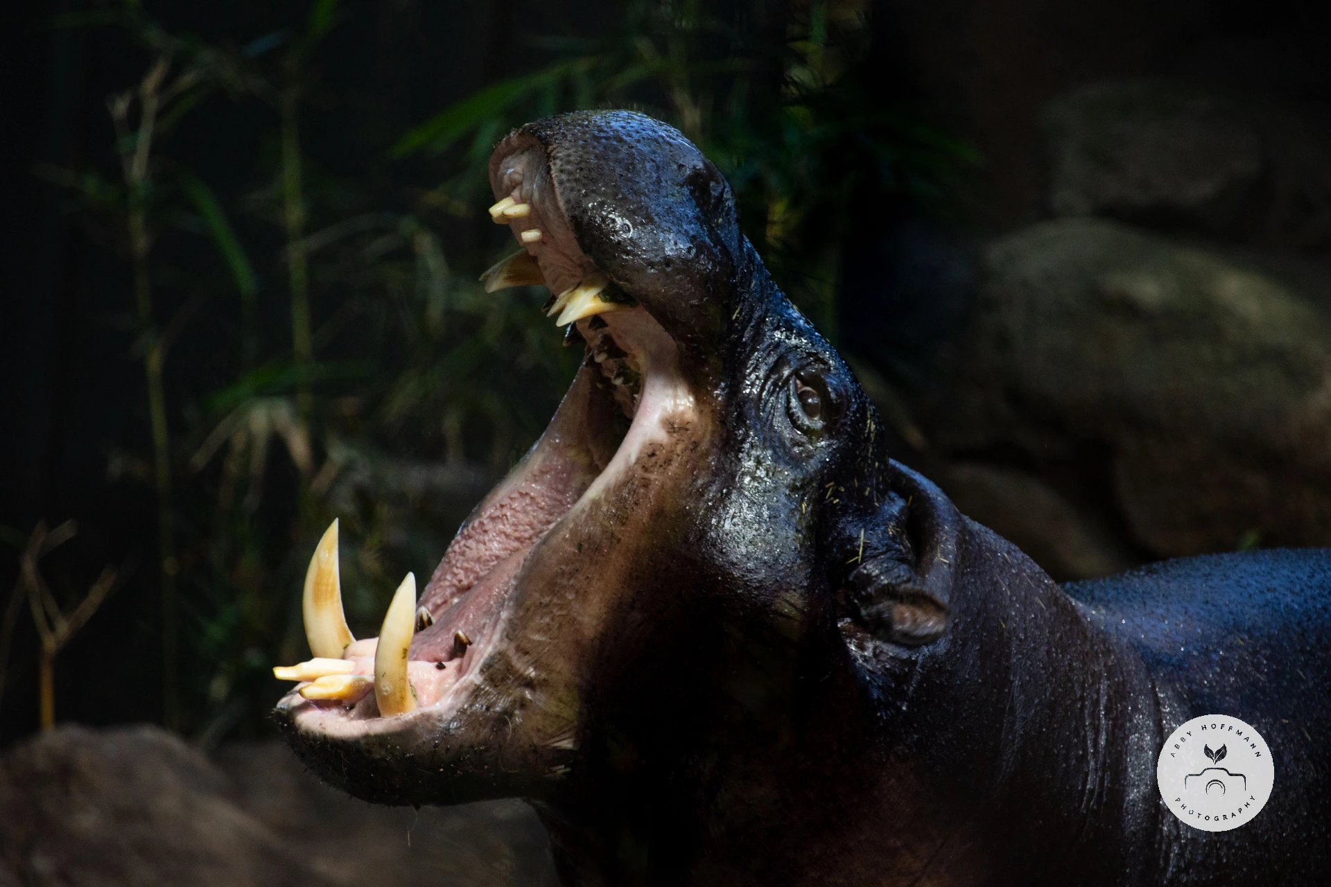 Pygmy hippopotamus yawning photograph