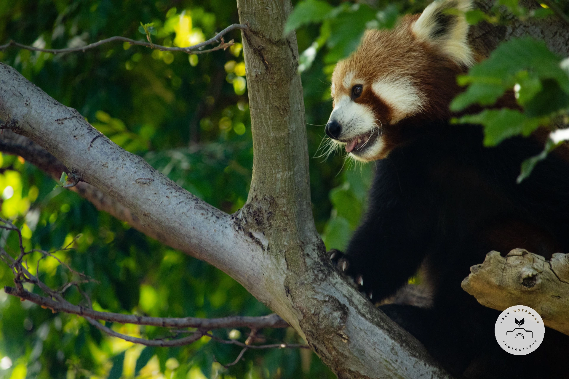 Red panda in tree photograph