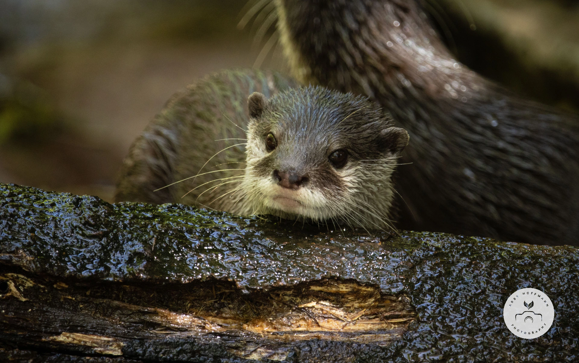 Asian small-clawed otter photograph