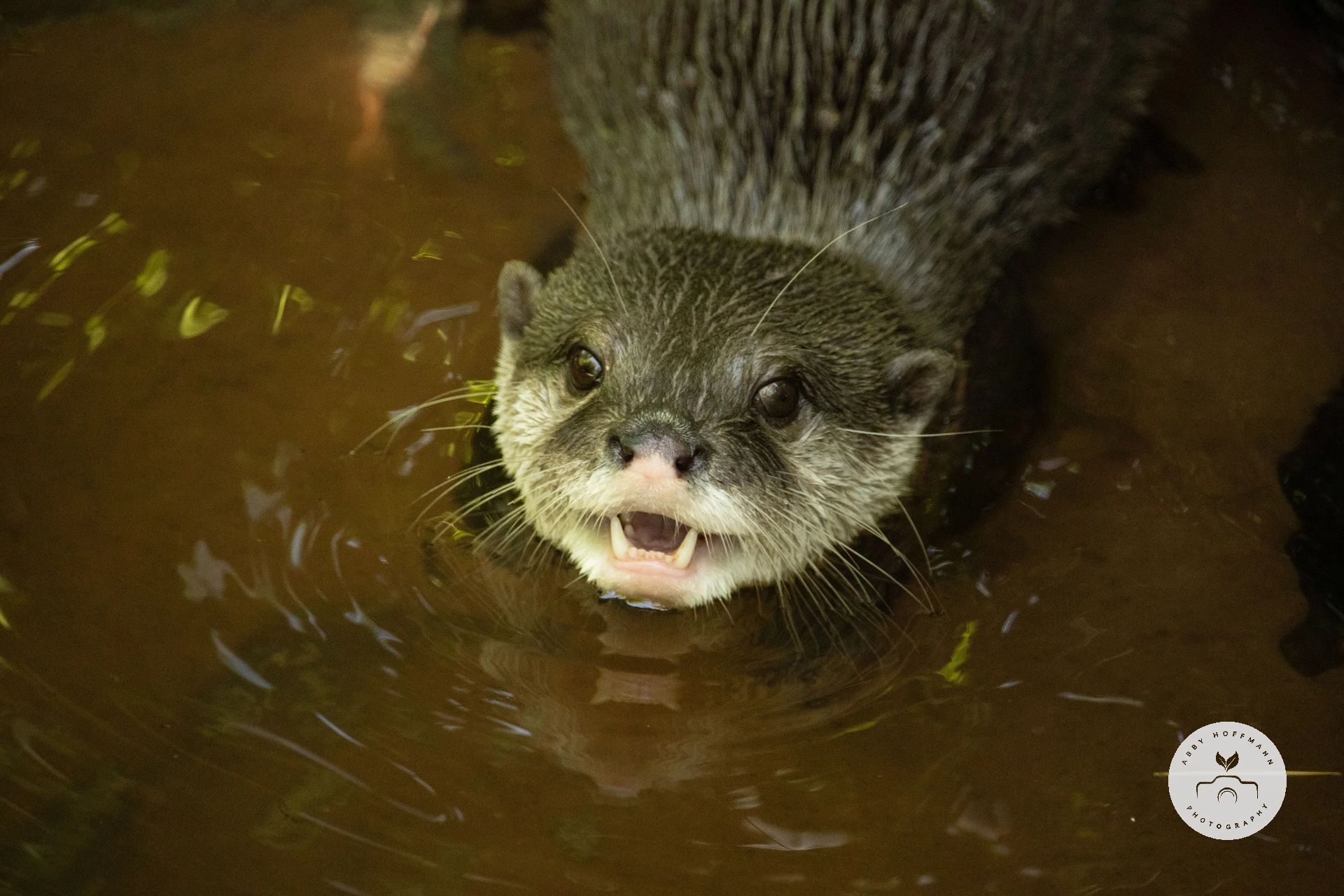 Asian small-clawed otter photograph