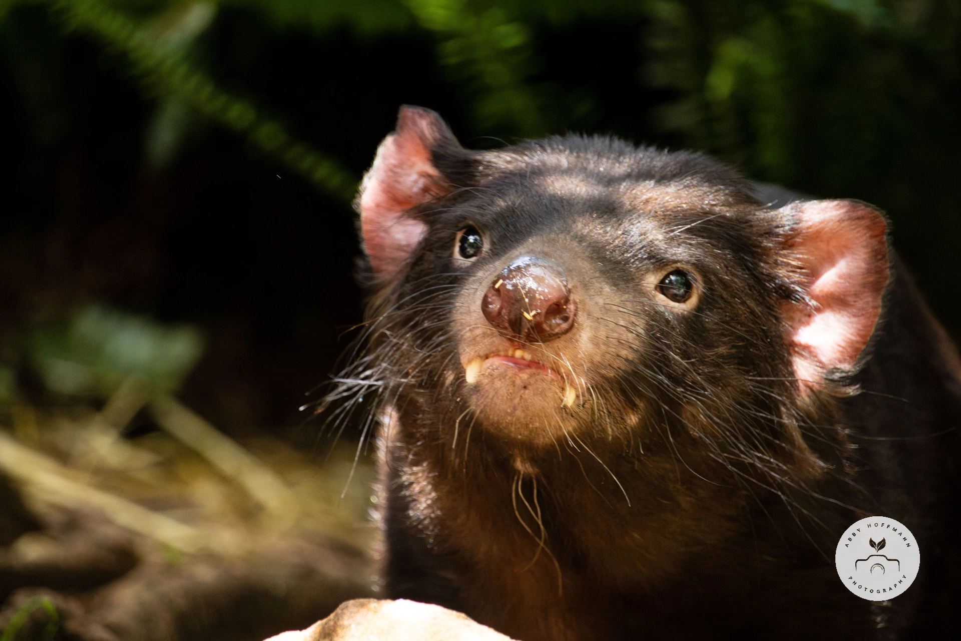 Tasmanian Devil photograph