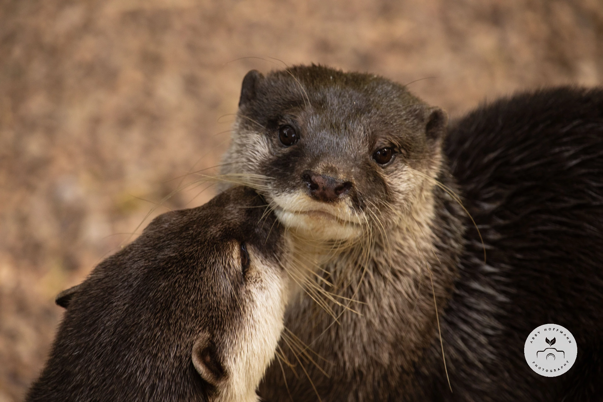 Asian small-clawed otter photograph