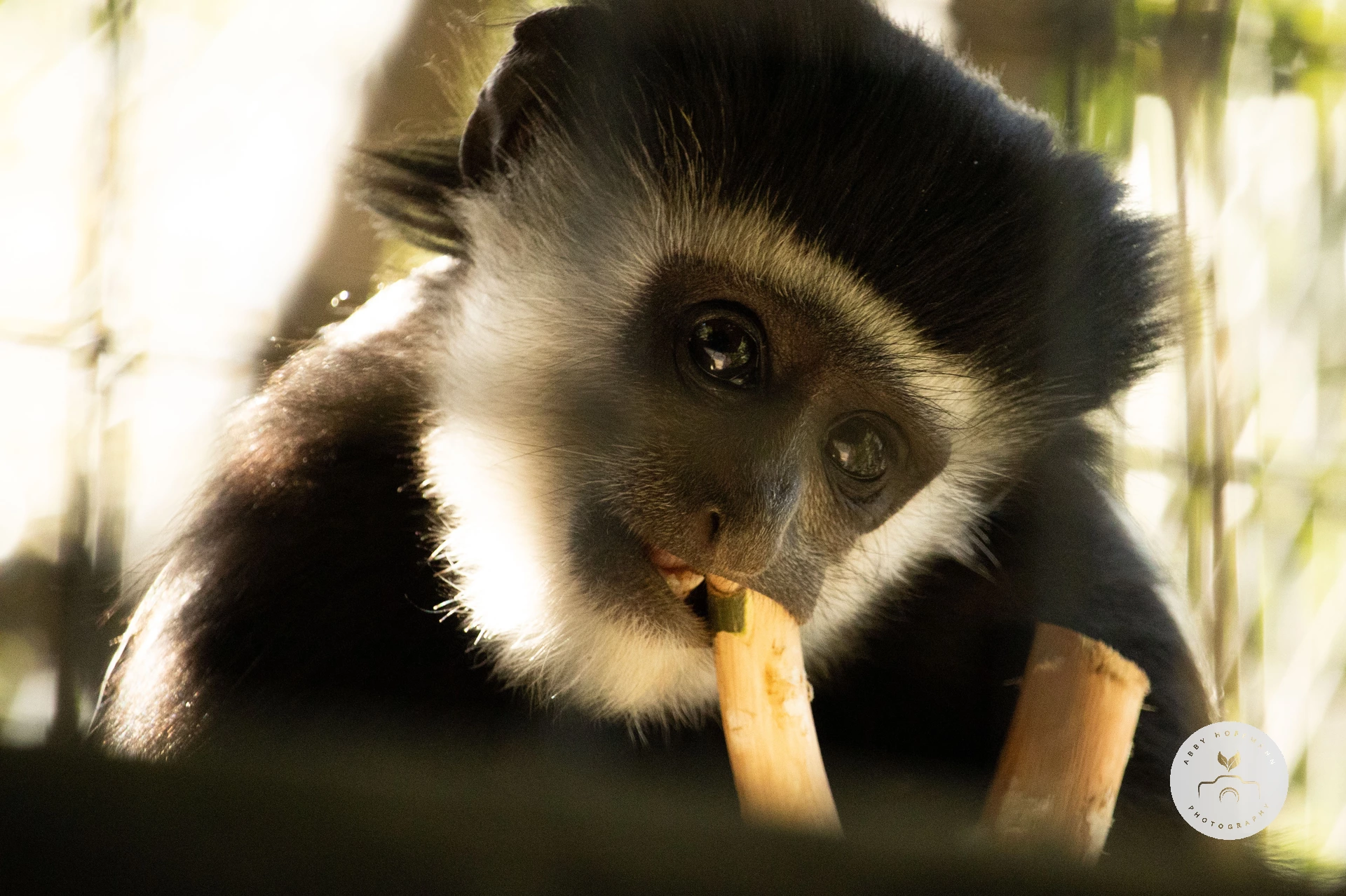Baby Black-and-white colobus photograph