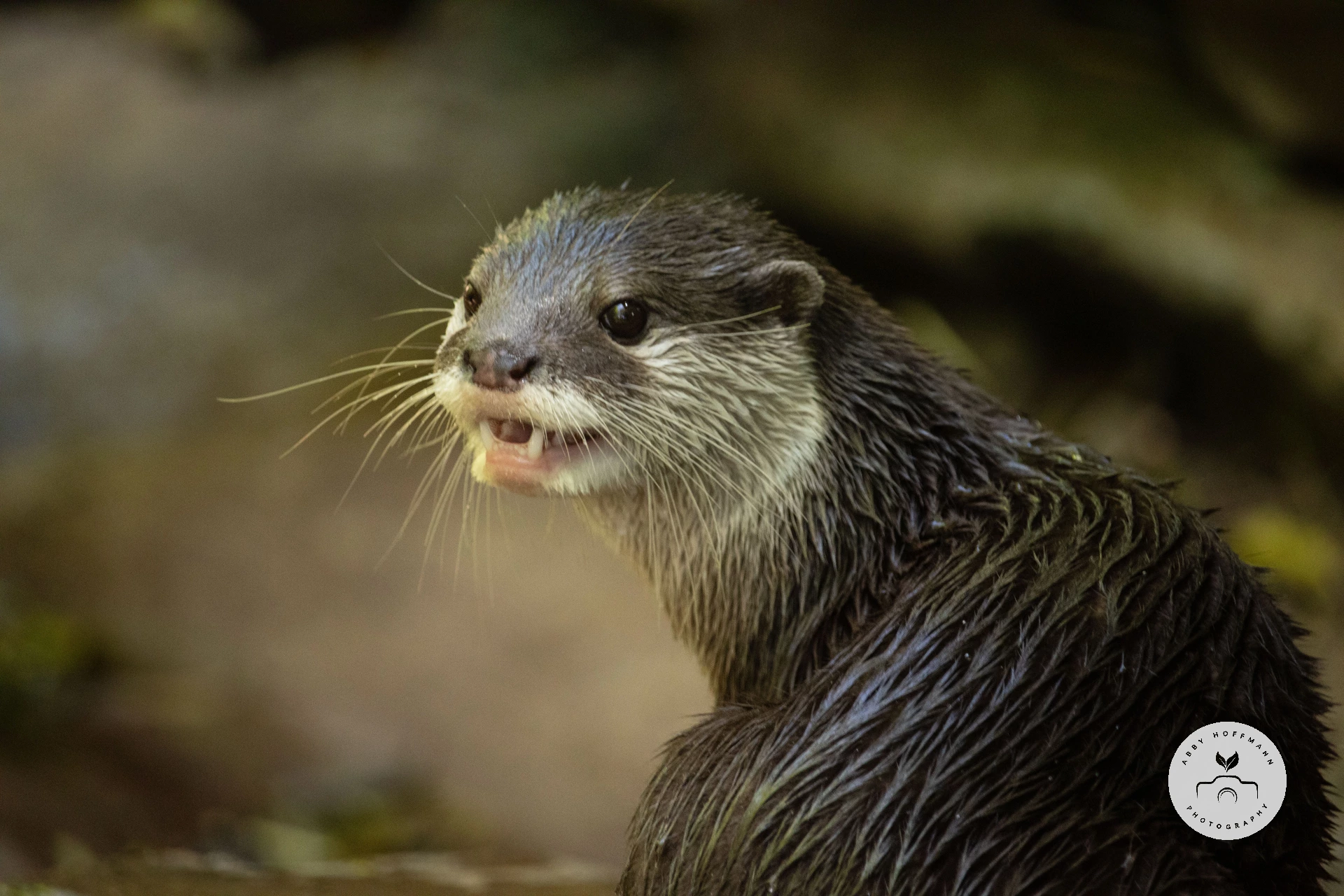 Asian small-clawed otter photograph