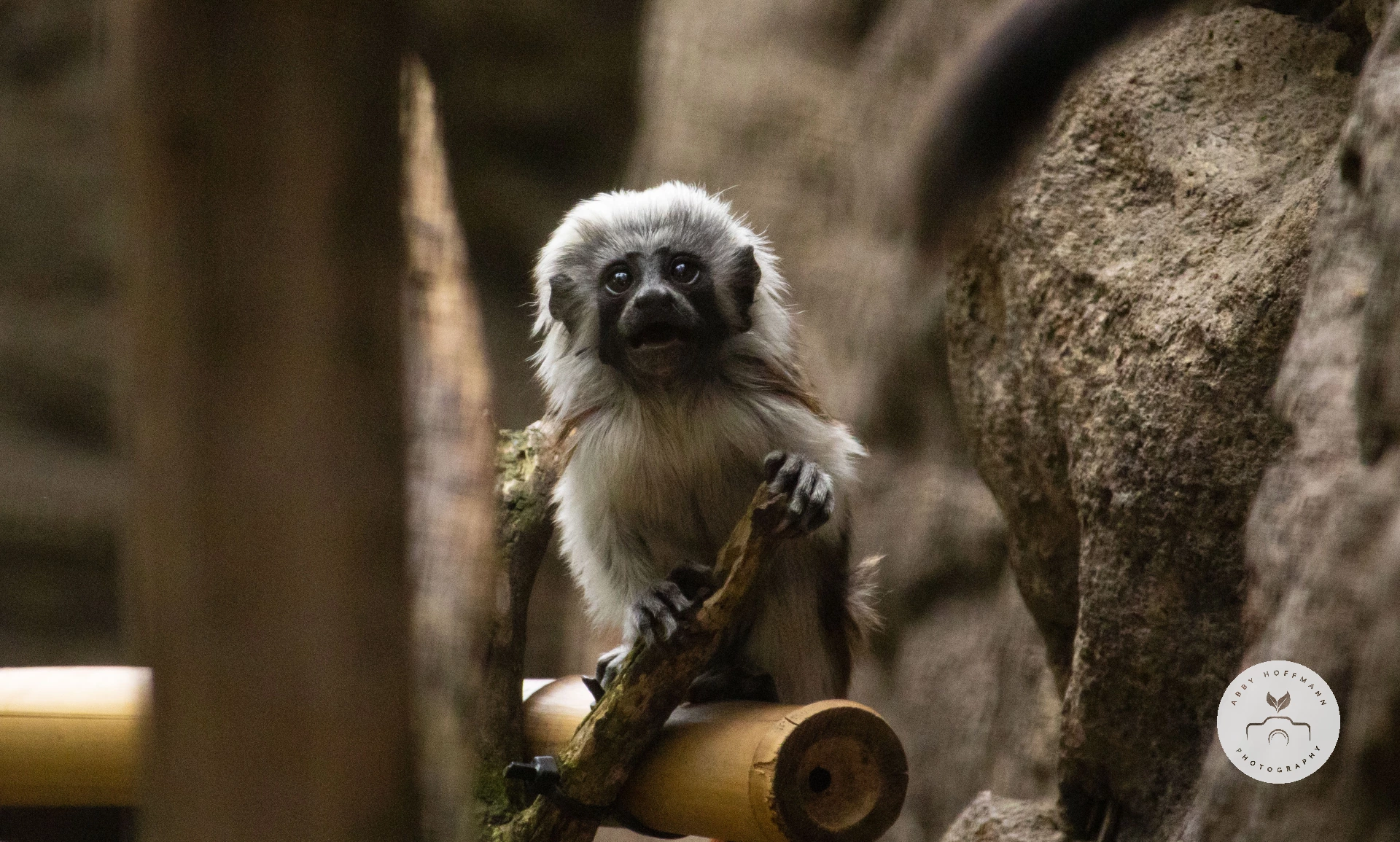 Cotton-top tamarin baby photograph