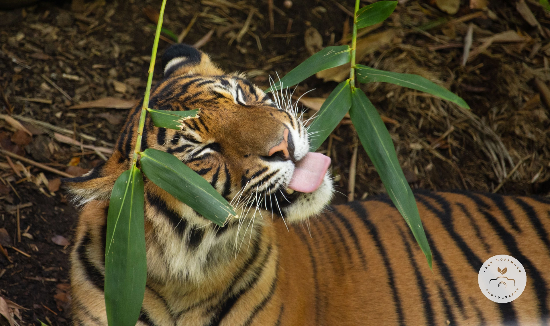 Sumatran tiger photograph