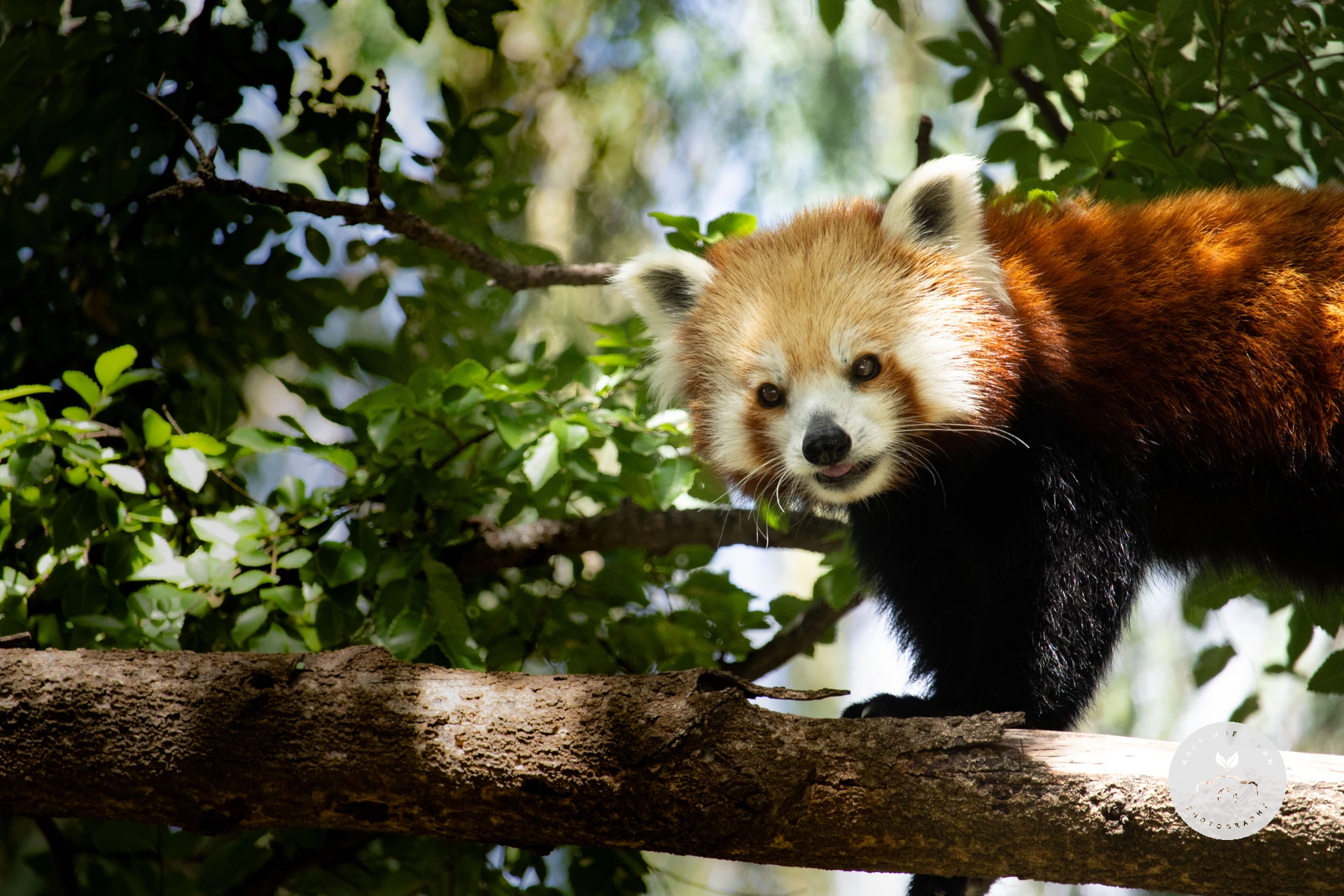 Red Panda photograph
