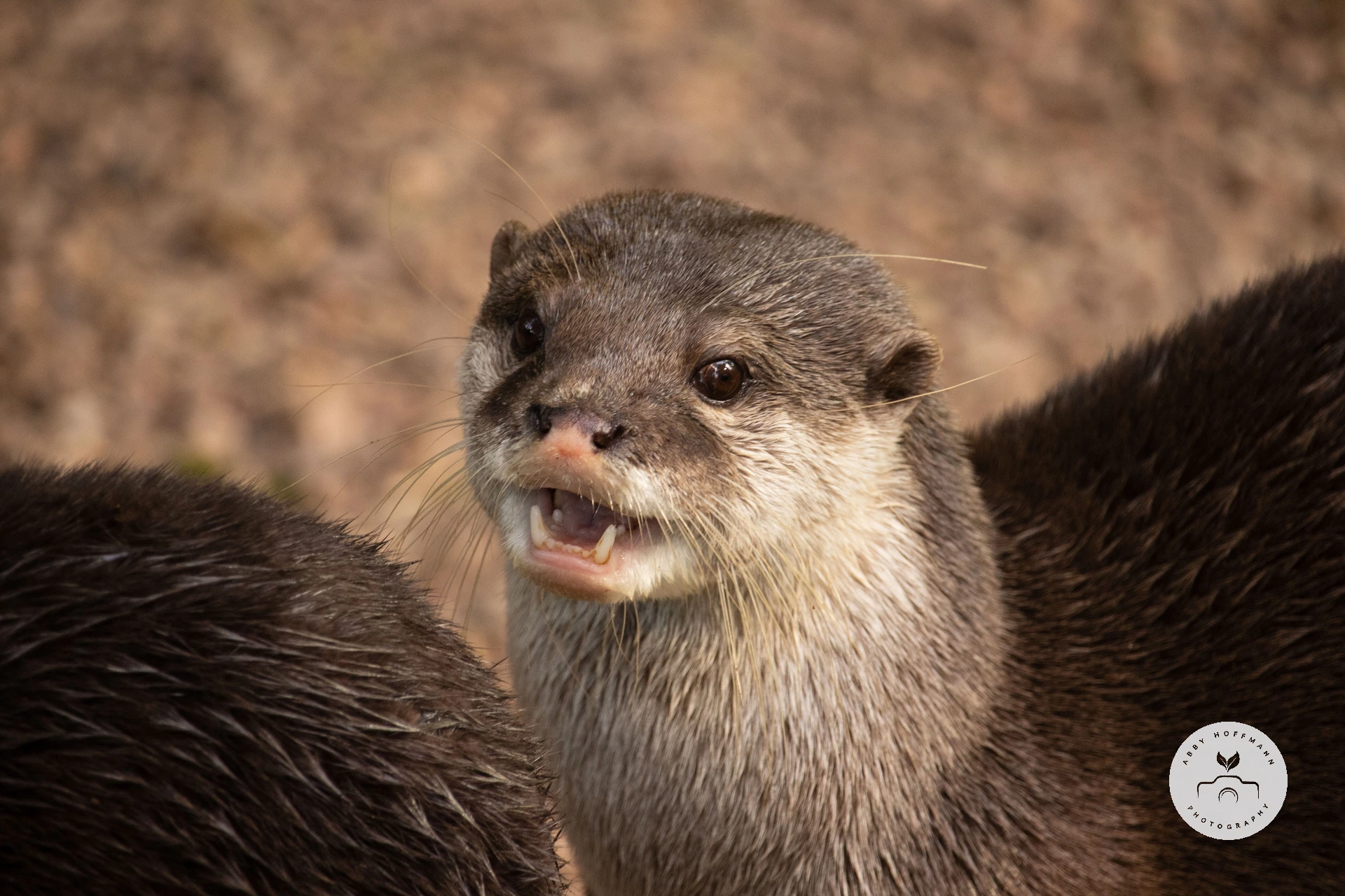 Asian small-clawed otter photograph