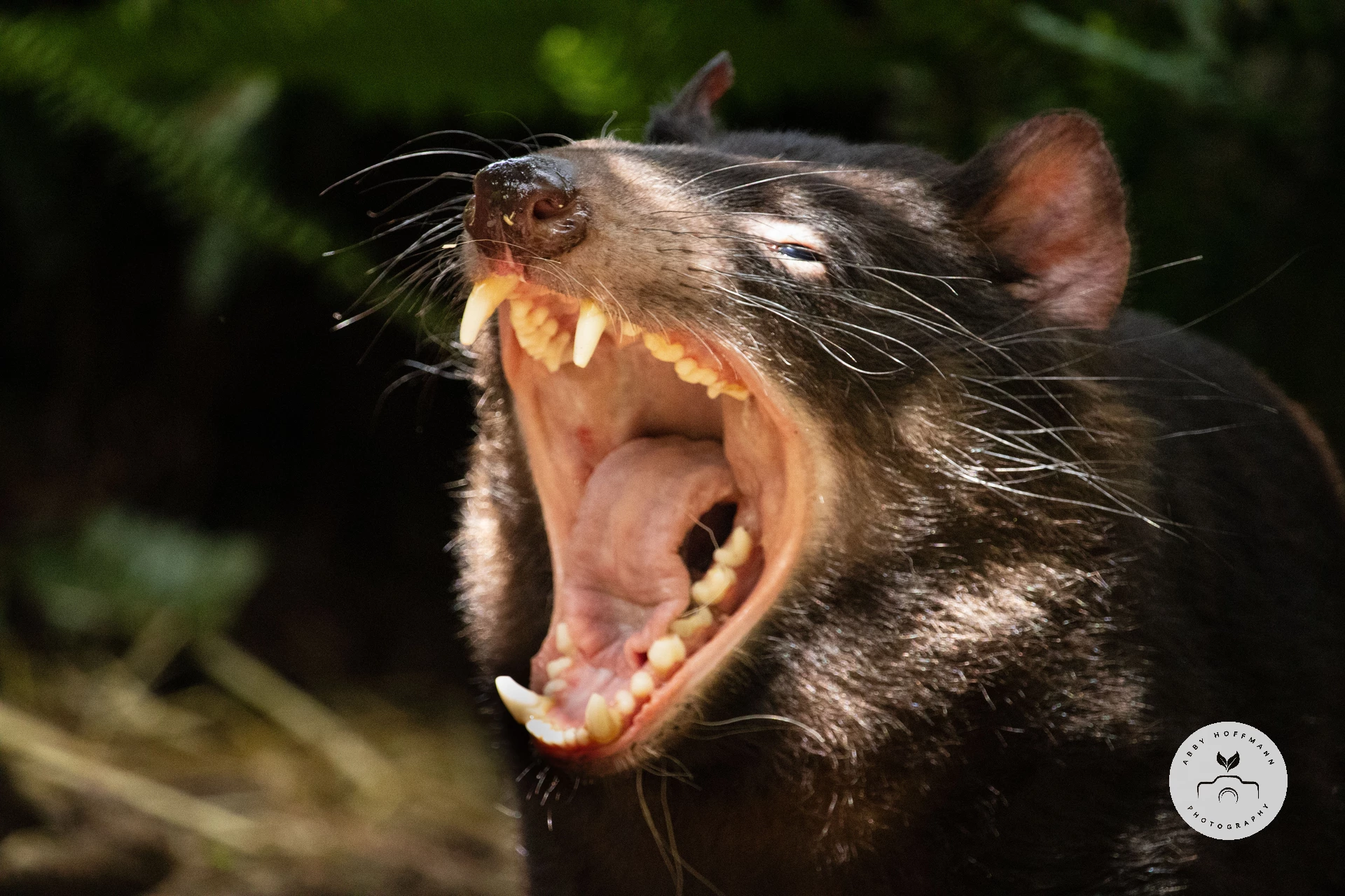 Tasmanian Devil photograph