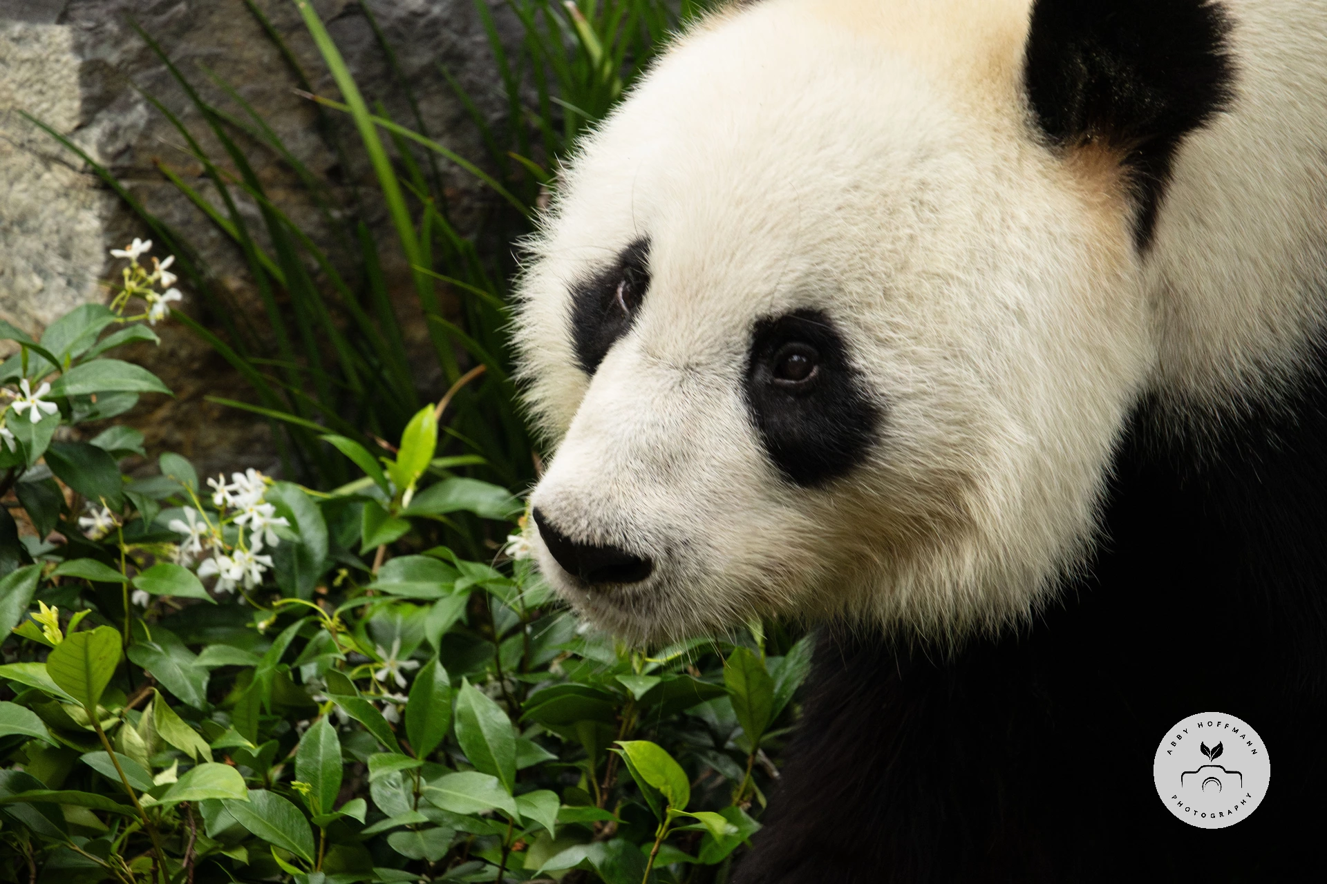 Giant panda photograph