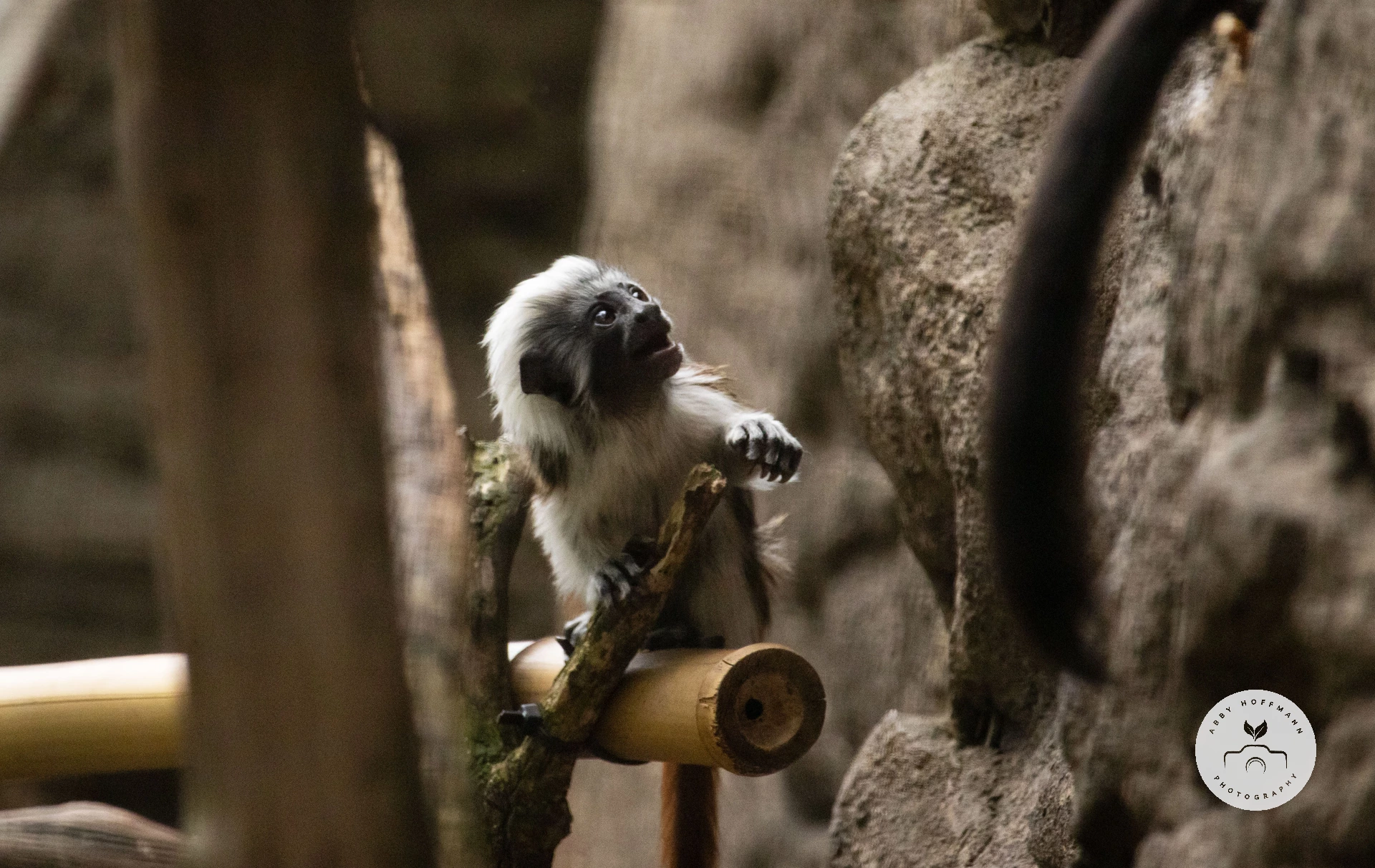 Cotton-top tamarin baby photograph