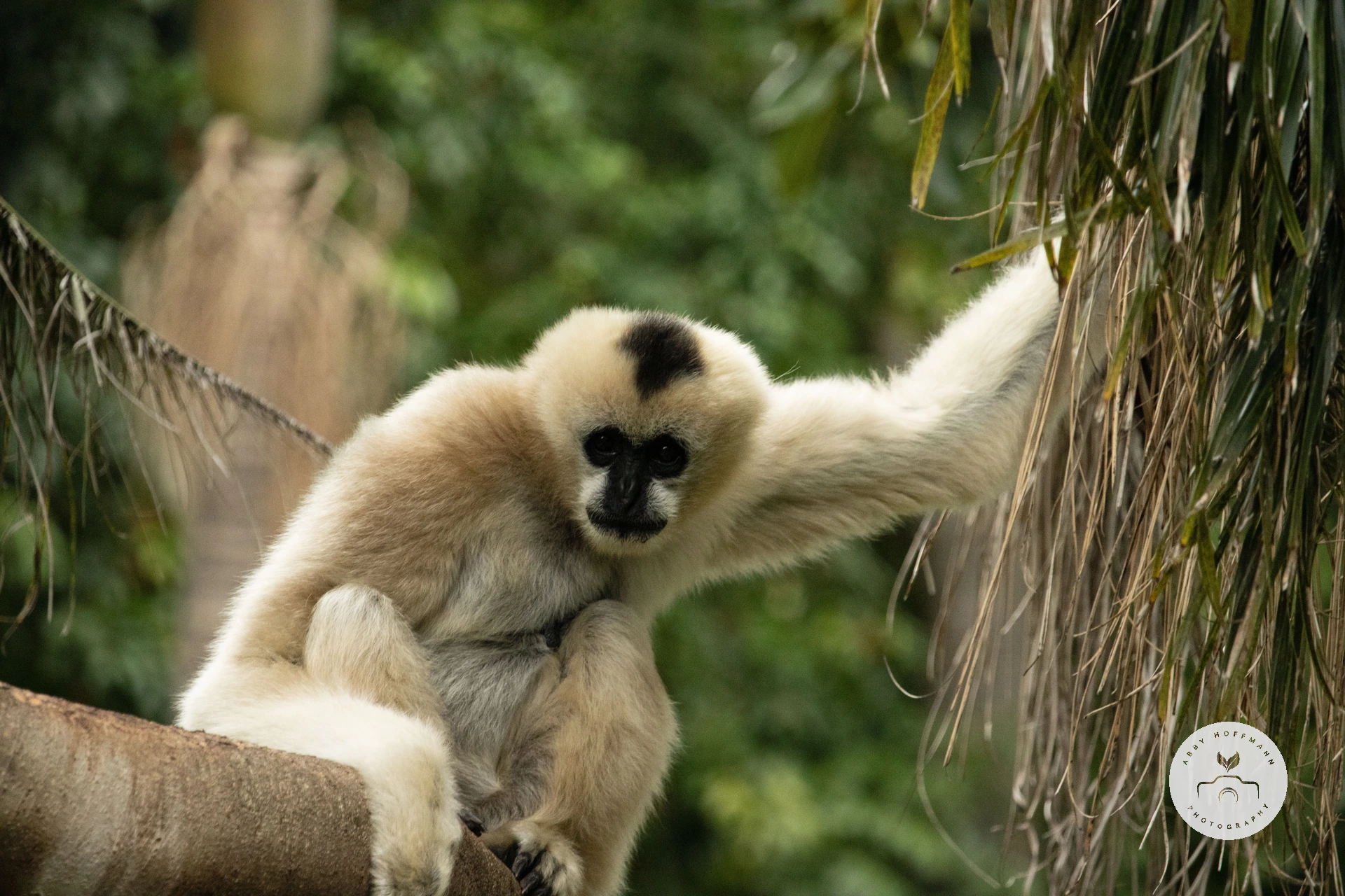 White-cheeked Gibbon photograph