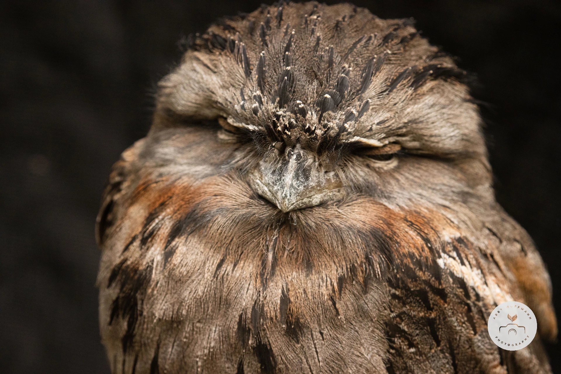 Tawny Frogmouth photograph