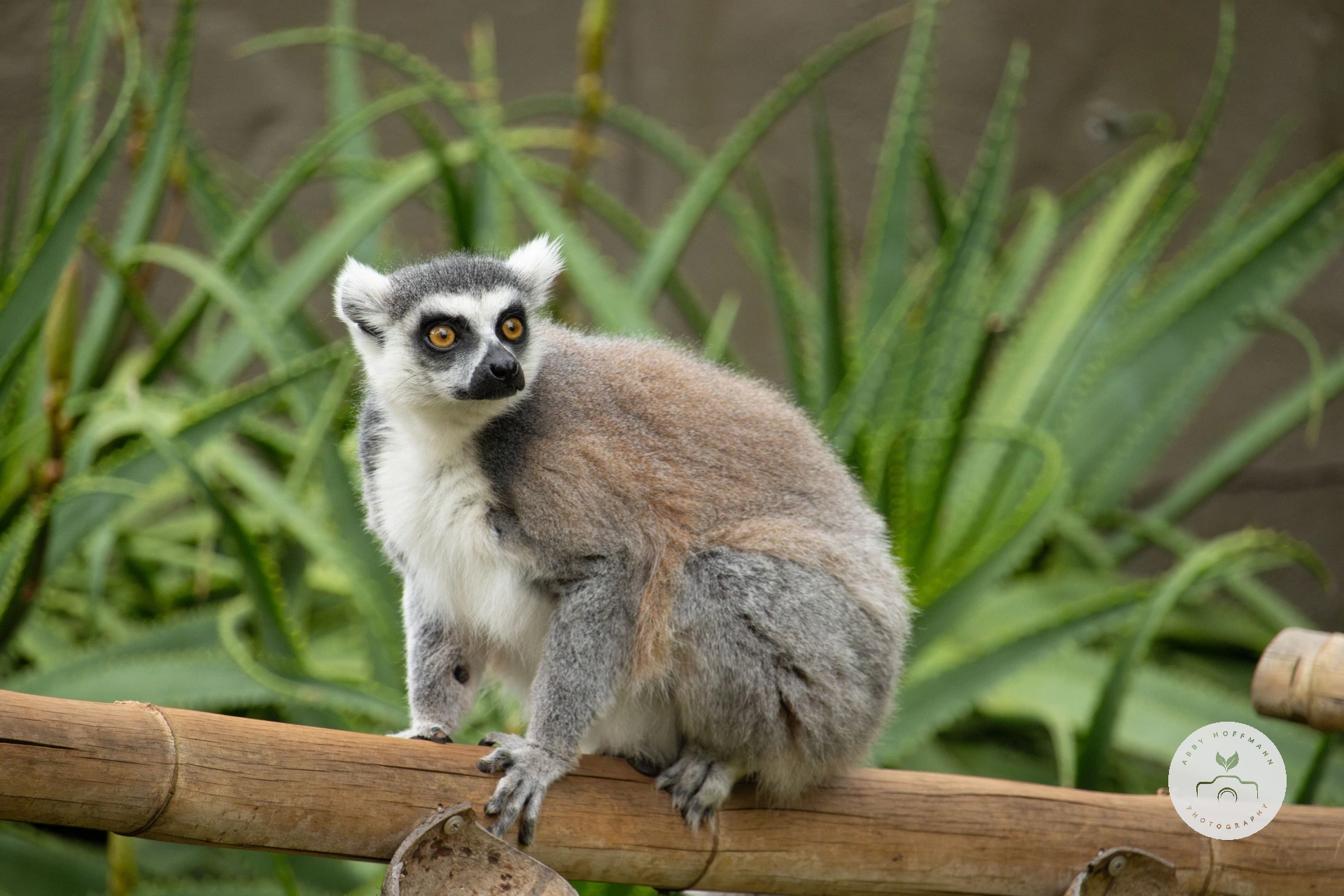 Ring-tailed lemur photograph