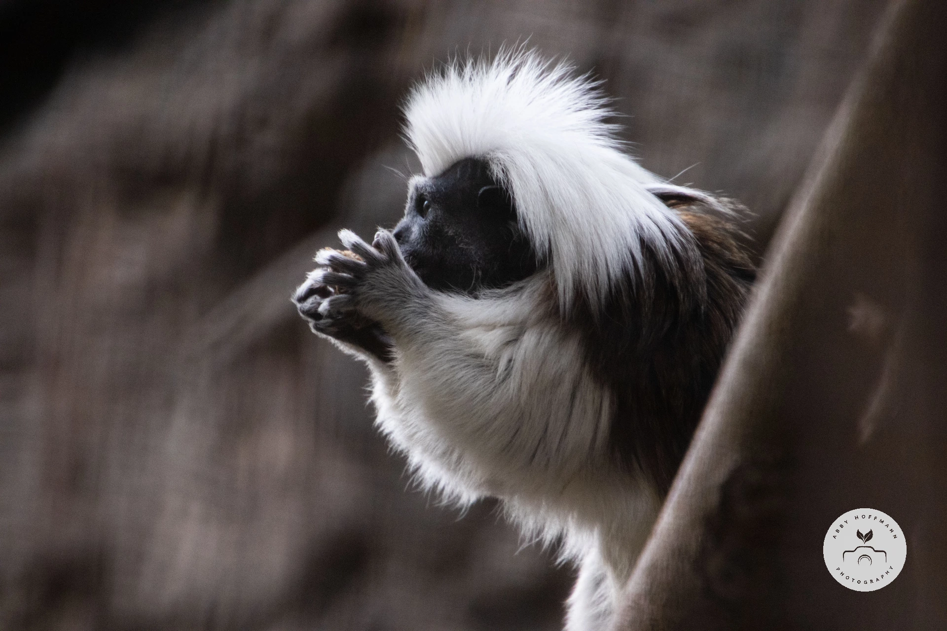 Cotton-top tamarin eating photograph